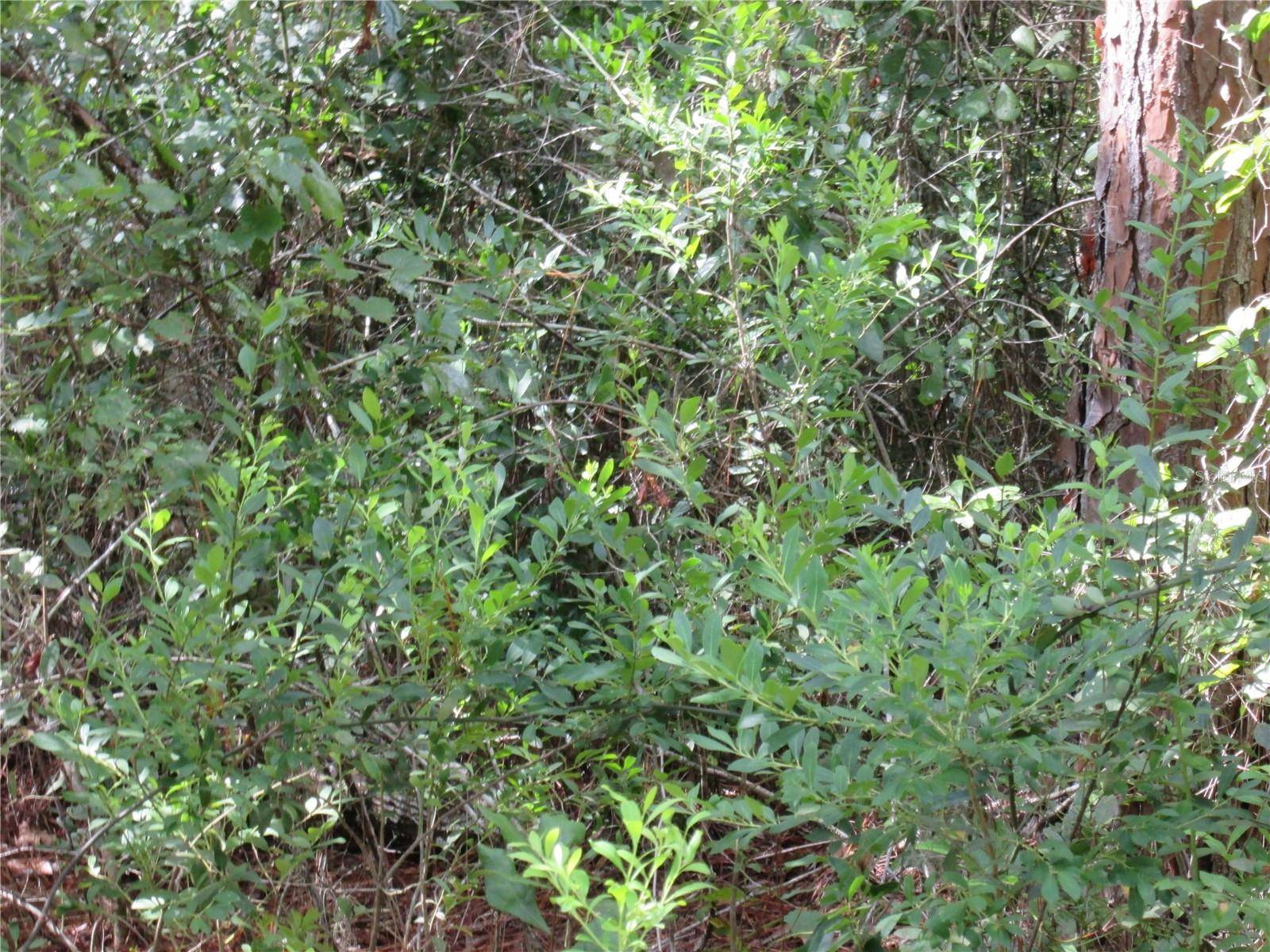 Lake Wales, FL 33898,SOUTH SHORE DR #Lot 28