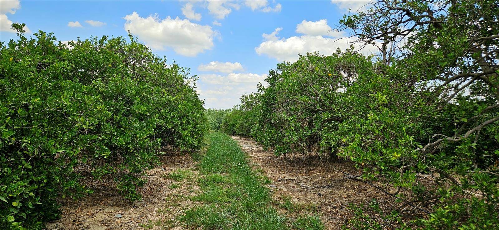 Fort Meade, FL 33841,BUFFUM CHURCH RD