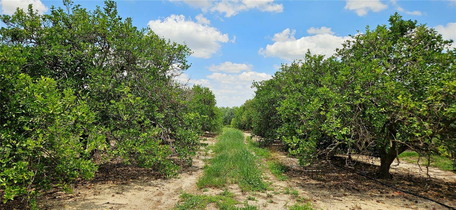 Fort Meade, FL 33841,BUFFUM CHURCH RD