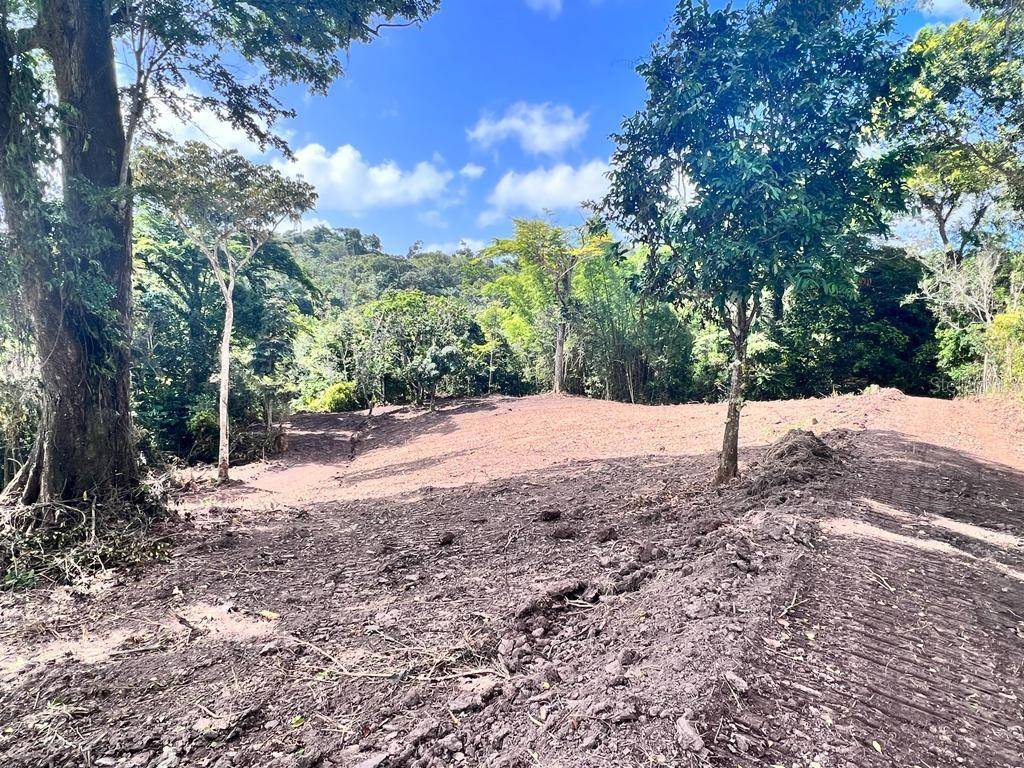 Orocovis, PR 00720,BO. DAMIAN ABAJO
