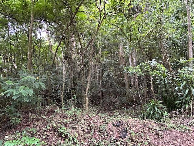 Vega Alta, PR 00692,Bo. Candelaria PR 647 CAMPO NUEVO -AZUCENA ST. ##1