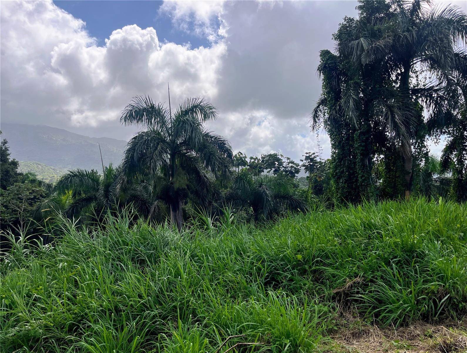 Rio Grande, PR 00745,PR-967 ZARZAL WARD #LOT 4