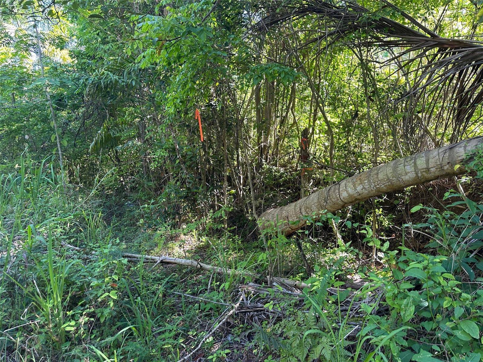 Rincon, PR 00677,CARR. 413 INTERIOR