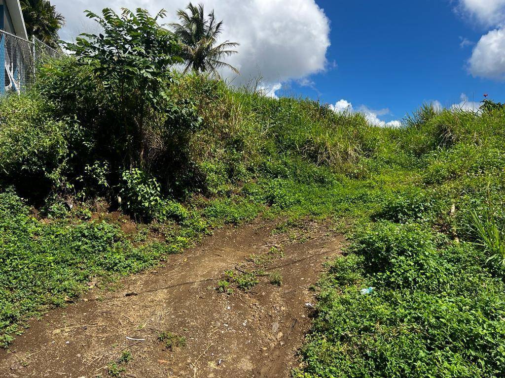 Cayey, PR 00736,TOITA