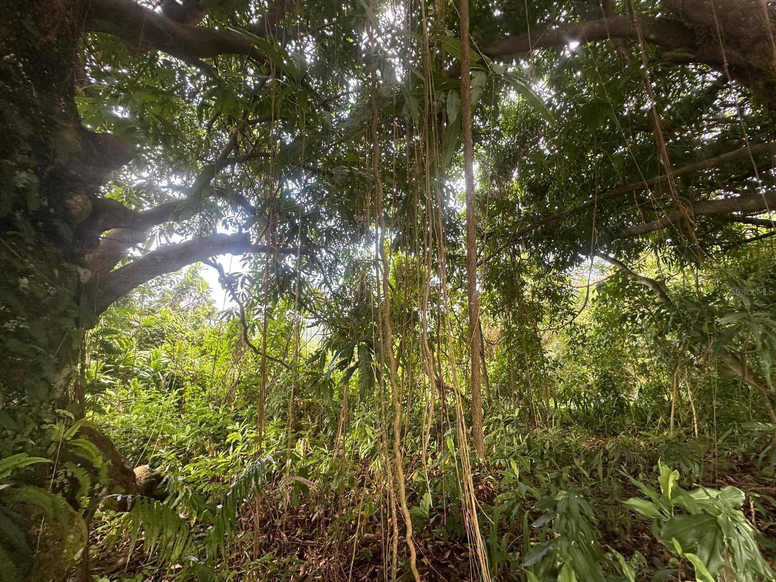 Mayaguez, PR 00680,Carr. 351 BO. RÍO CAÑAS