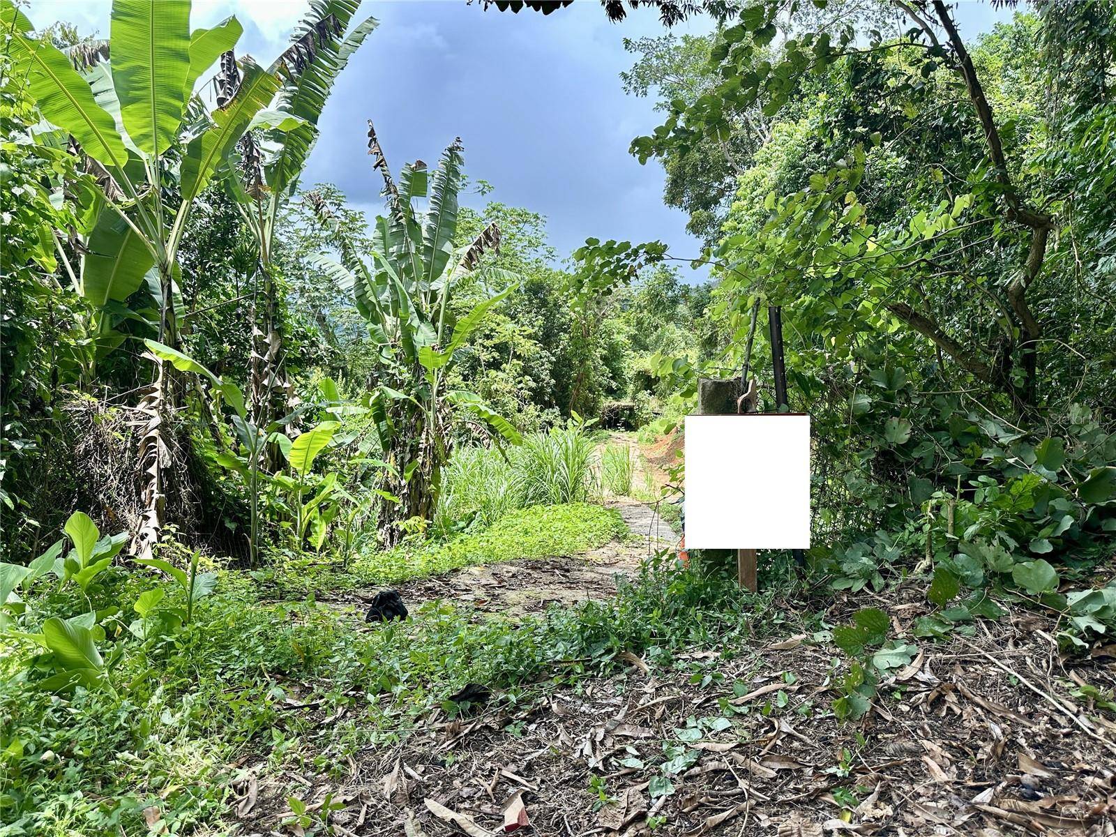 Mayaguez, PR 00680,Carr 105 CAM LOS ALELULLAS