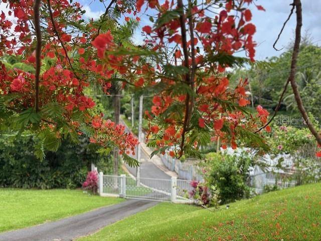 Bayamon, PR 00956,Calle Estaban Cruz LOT #1 BO CERRO GORDO