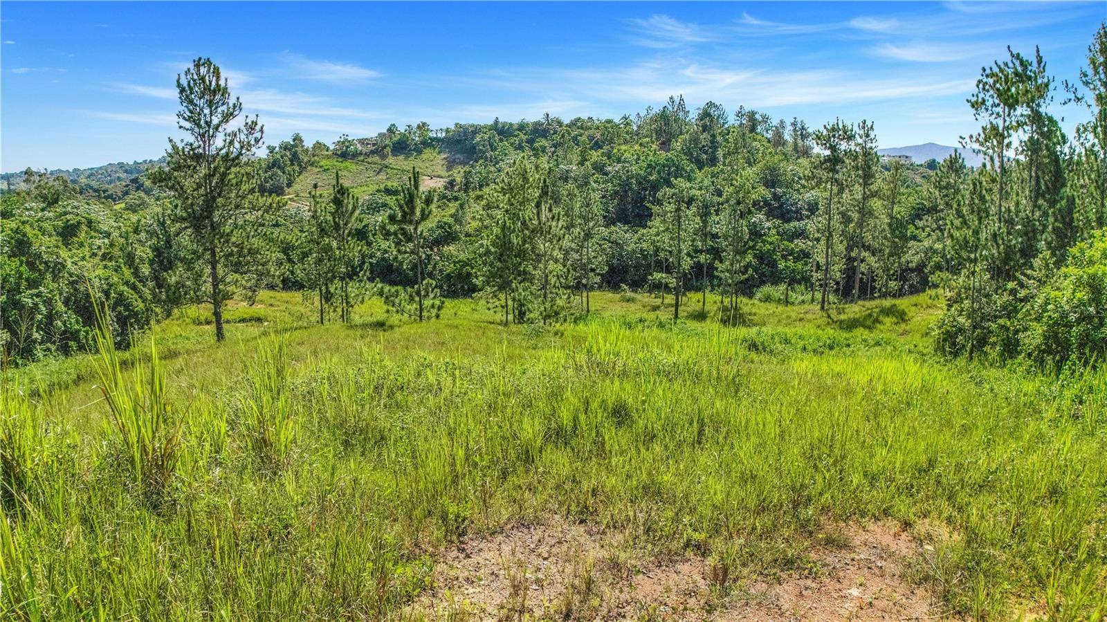 Cidra, PR 00739,63 SECTOR MONTICELLO