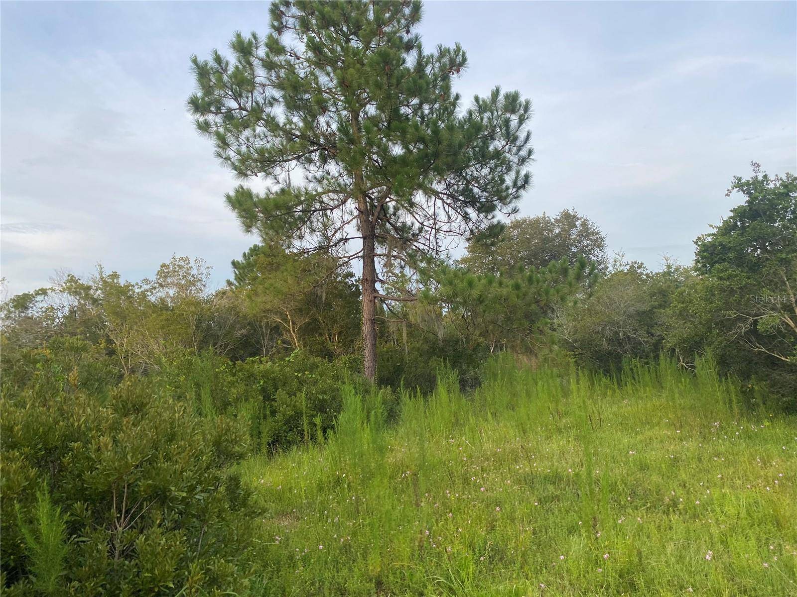 Myakka City, FL 34251,45811 MCLEOD RD