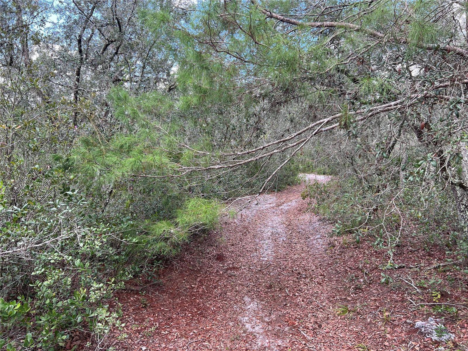 Frostproof, FL 33843,1986 SCRUB JAY TRL