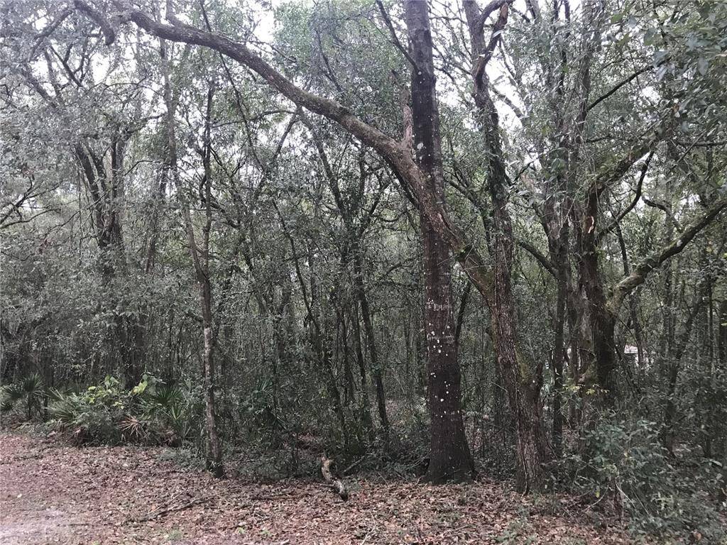 Webster, FL 33597,0 CR 656