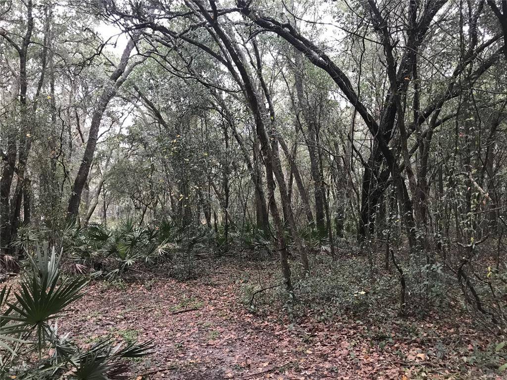 Webster, FL 33597,0 CR 656