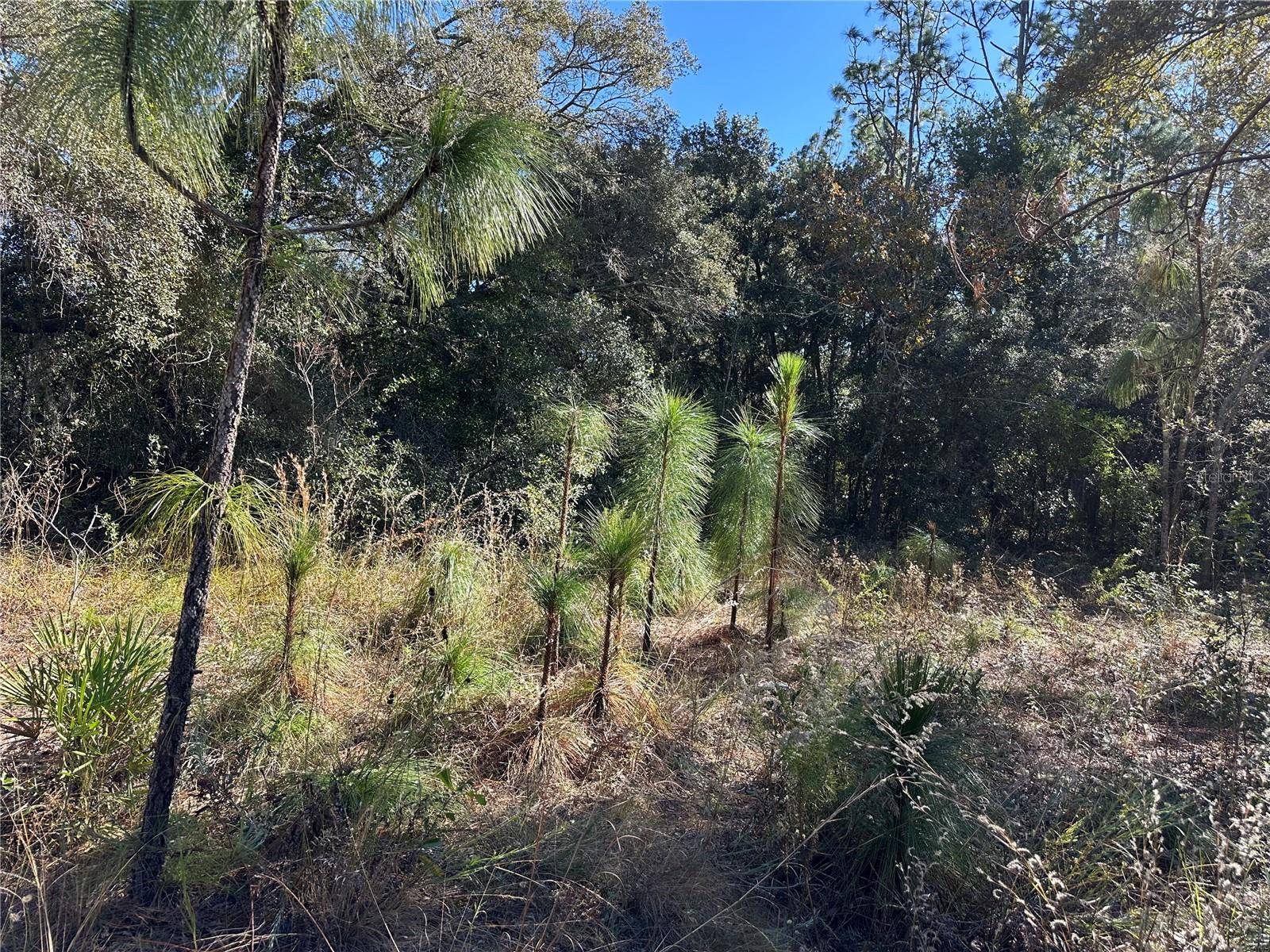 Citrus Springs, FL 34434,7991 N TINY LILY DR
