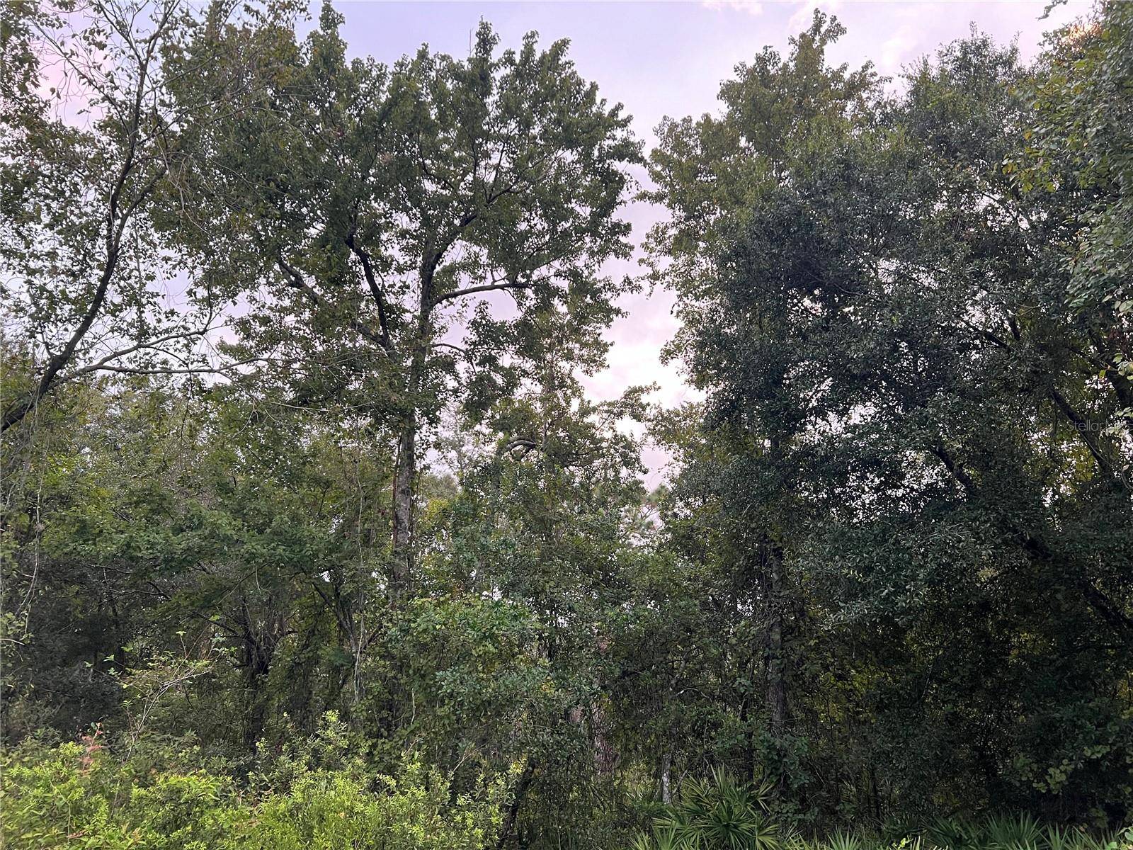 New Port Richey, FL 34654,TBD GILBERT ST