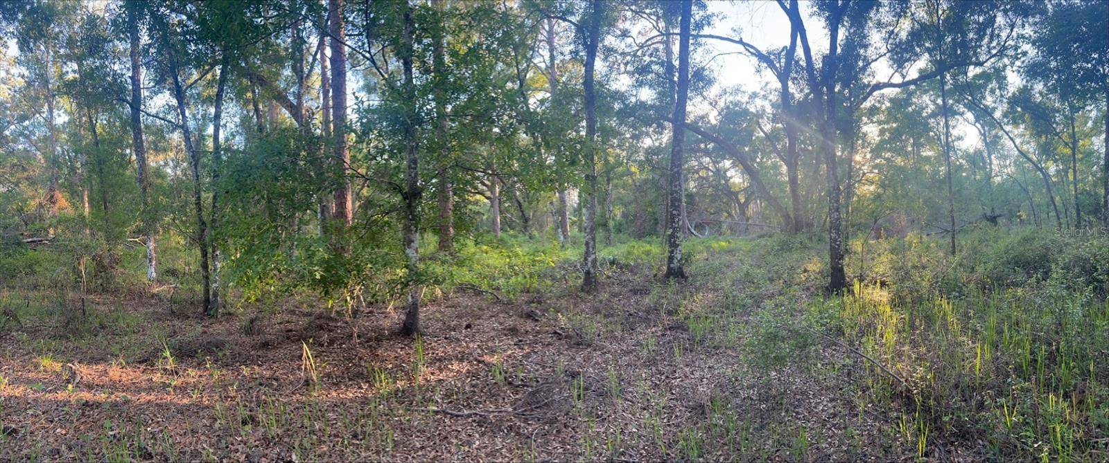 Webster, FL 33597,PINON DR
