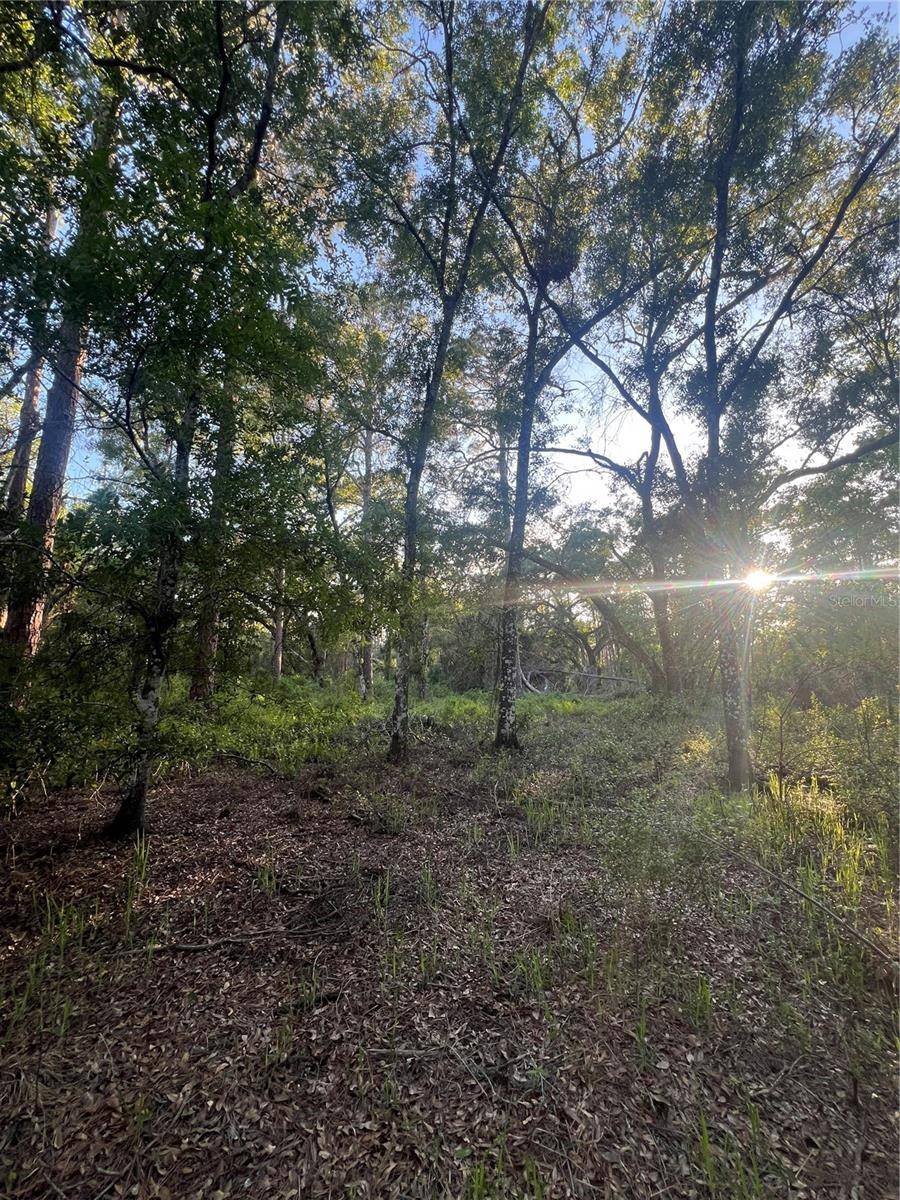 Webster, FL 33597,PINON DR