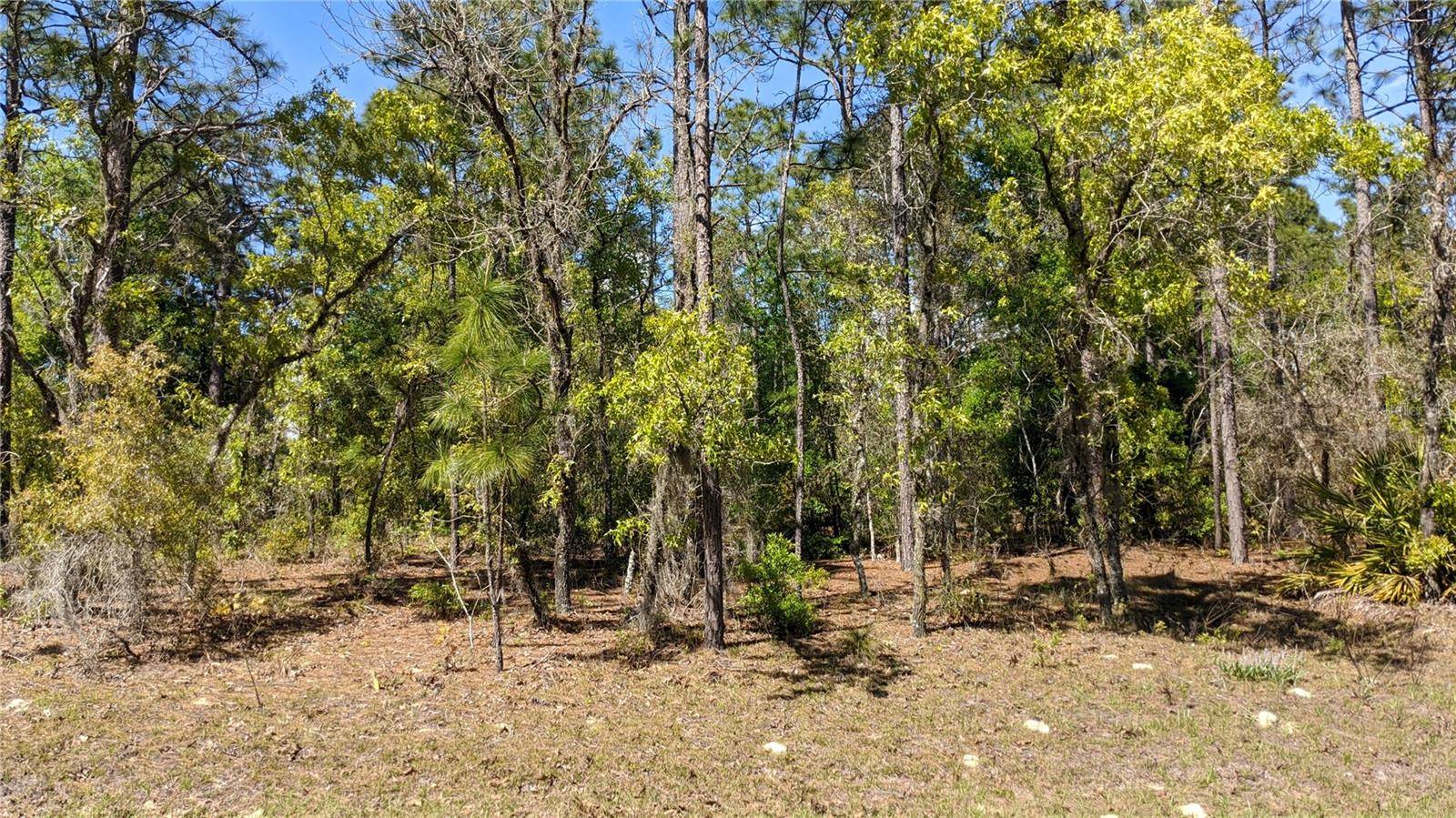 Dunnellon, FL 34432,0 SW 97TH PL
