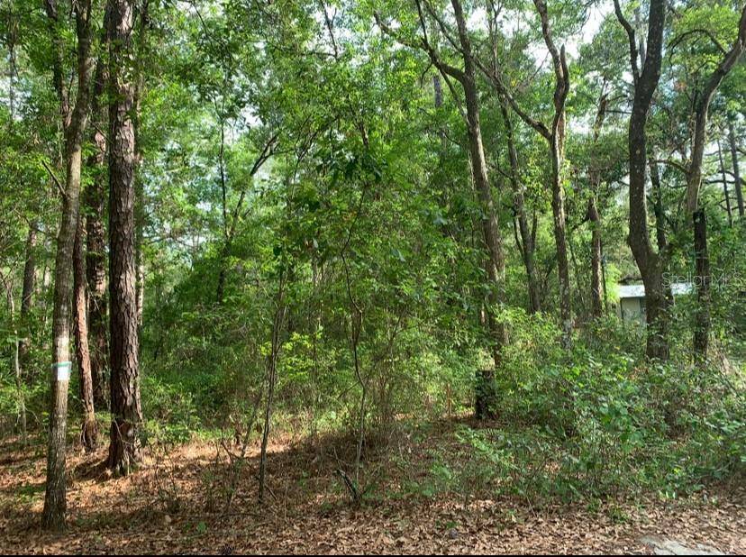 Fort Mc Coy, FL 32134,0 NE 226TH ST