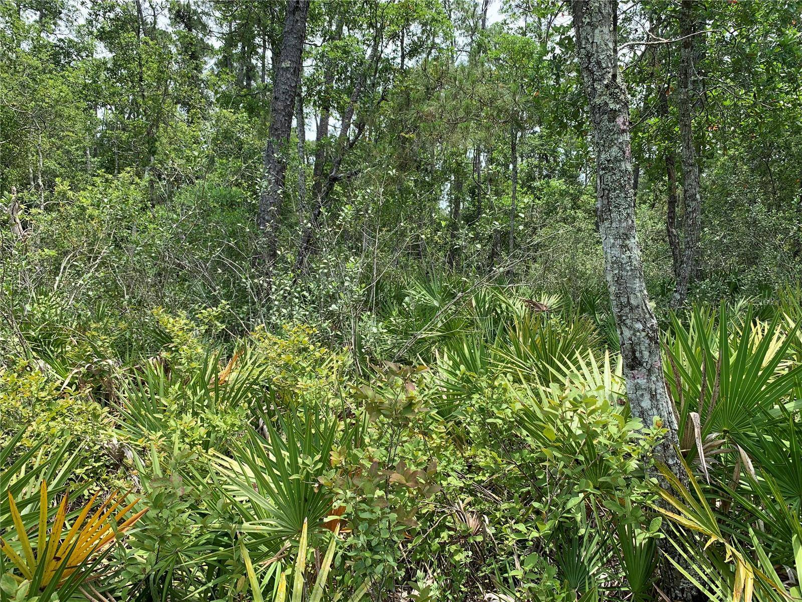 Pierson, FL 32180,NO NAME ST