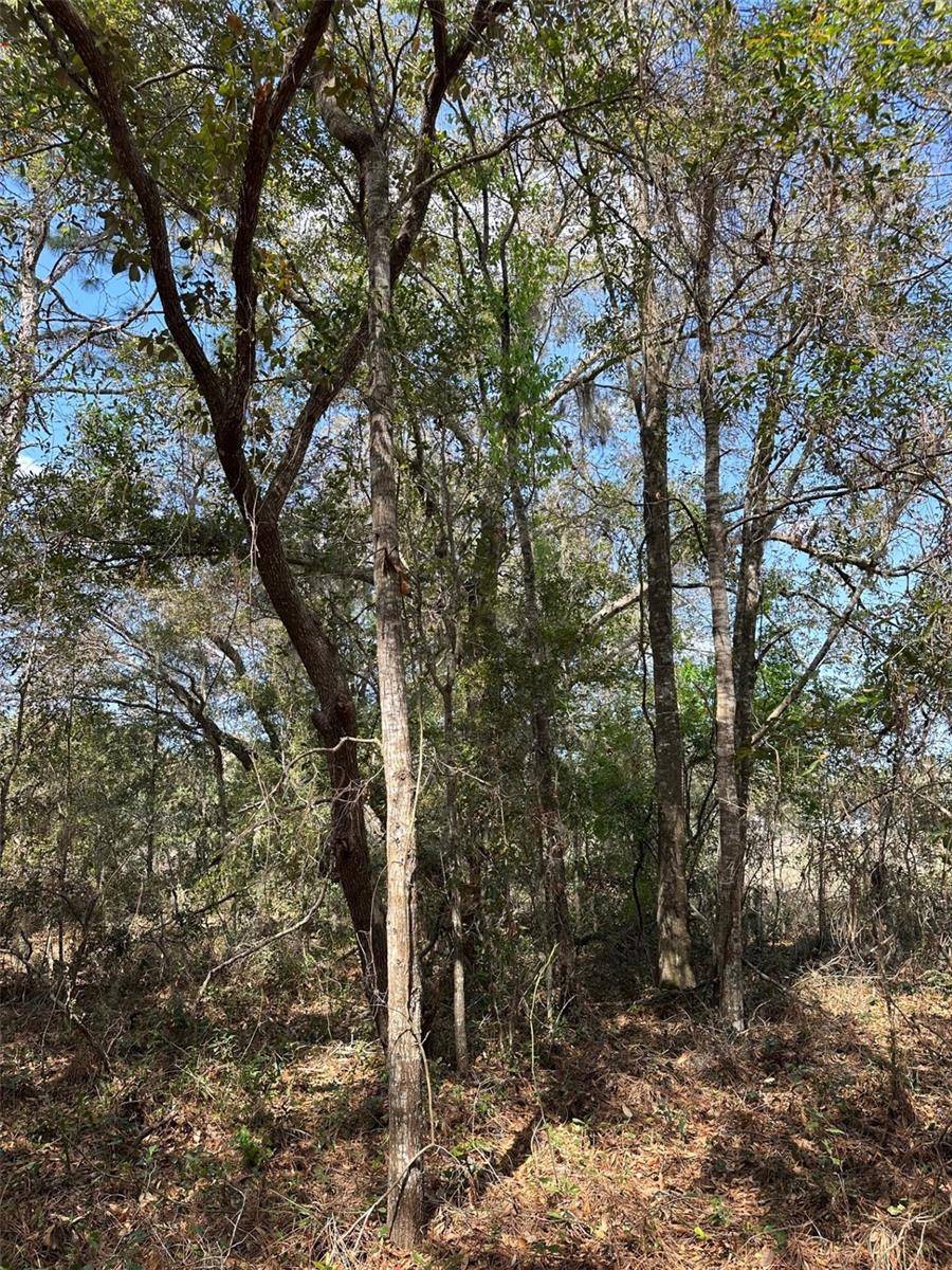 Brooksville, FL 34614,0 COURLAN RD
