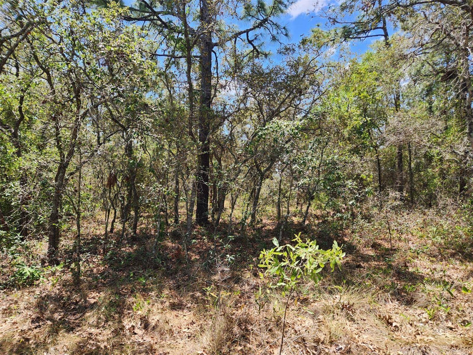 Weeki Wachee, FL 34613,0 DAY OWL AVE #Lot # 7