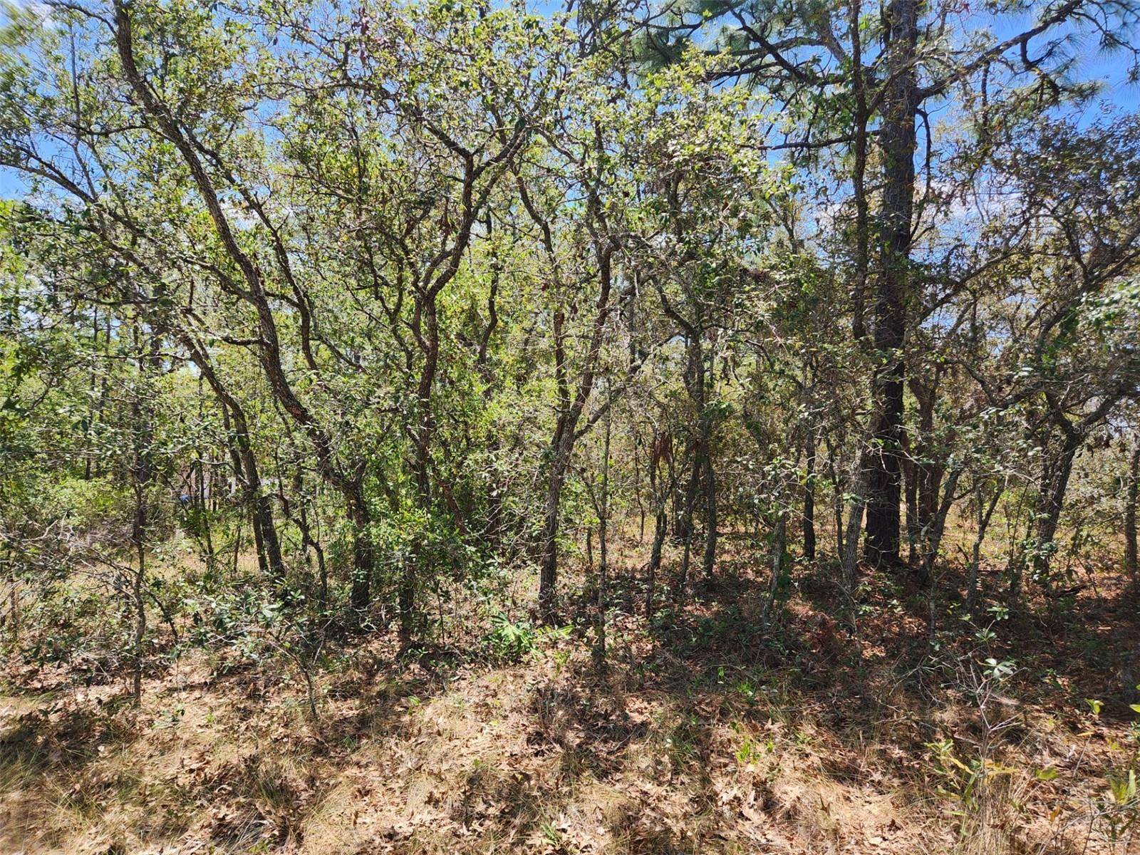 Weeki Wachee, FL 34613,0 DAY OWL AVE #Lot # 7