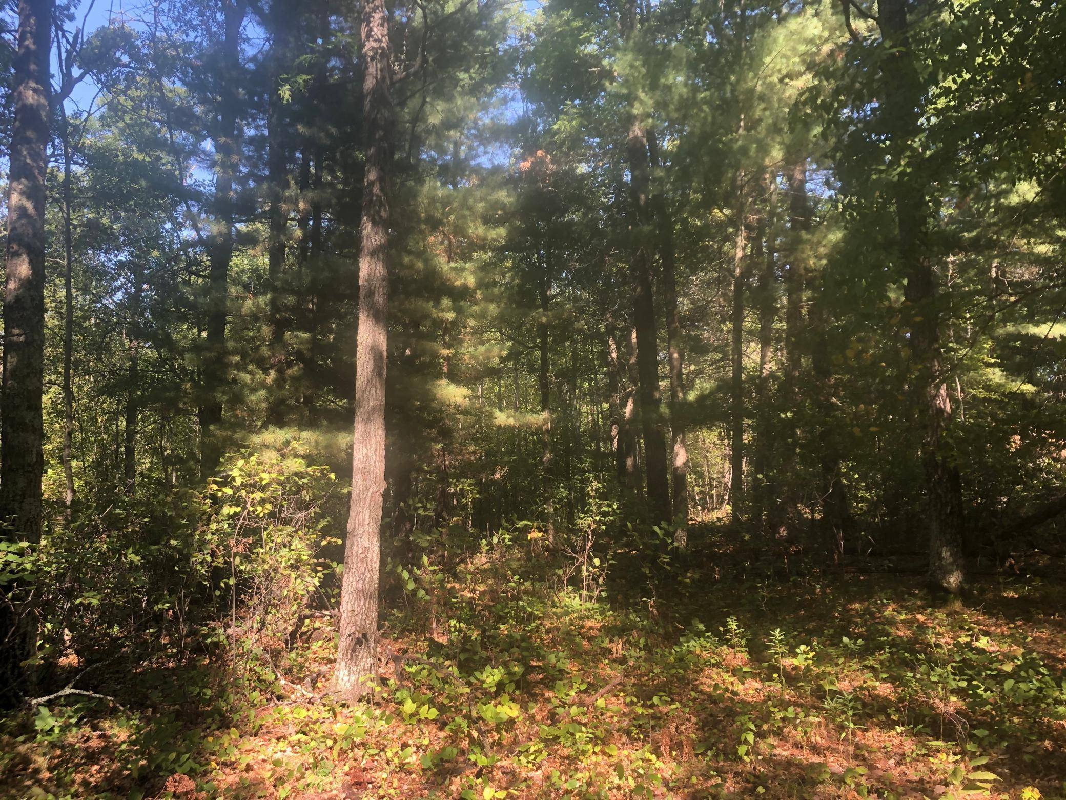 Pequot Lakes, MN 56472,0000 Dove