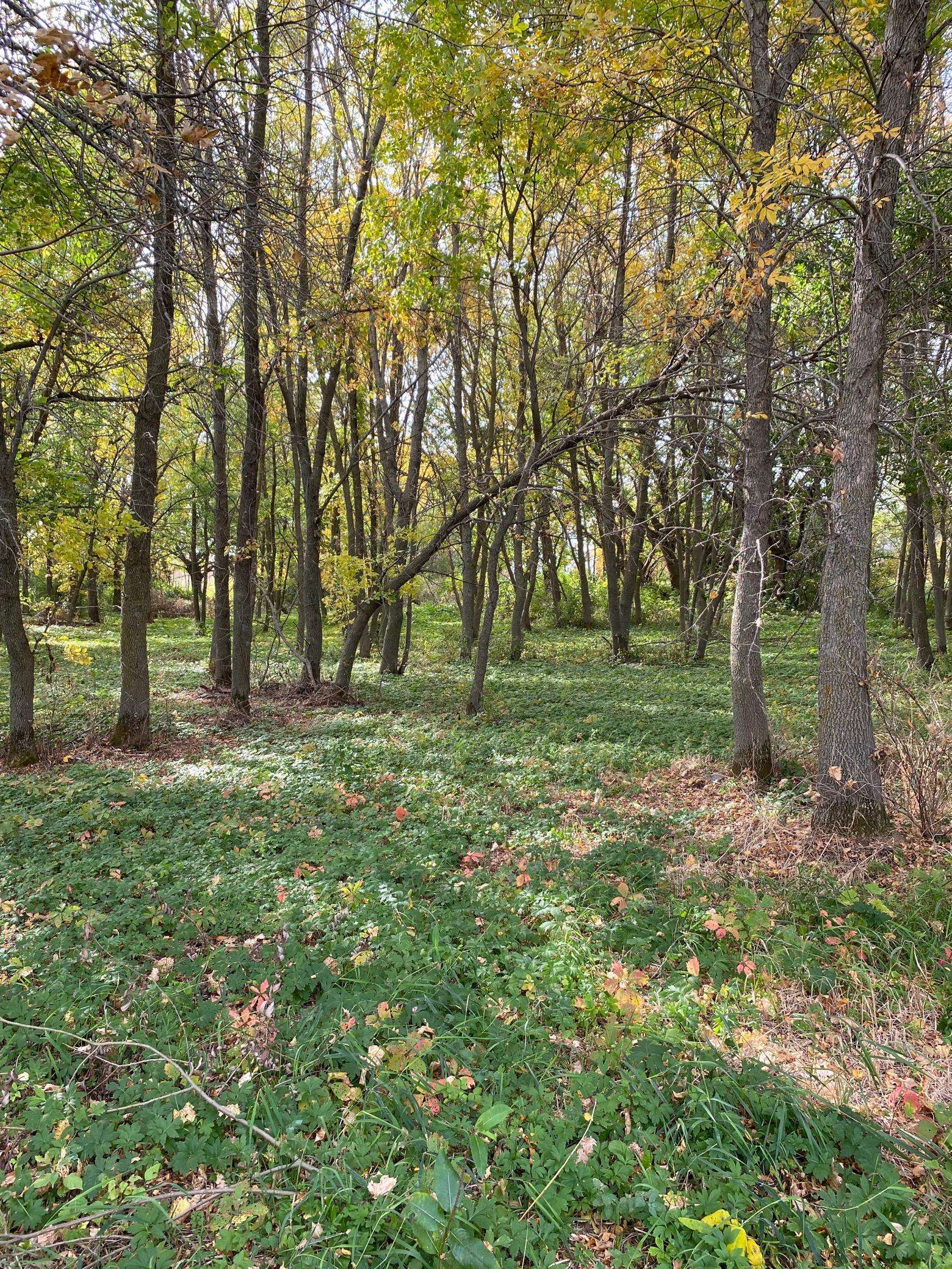 Lien Twp, MN 56311,Lot 17 Nature Bay Estates Road