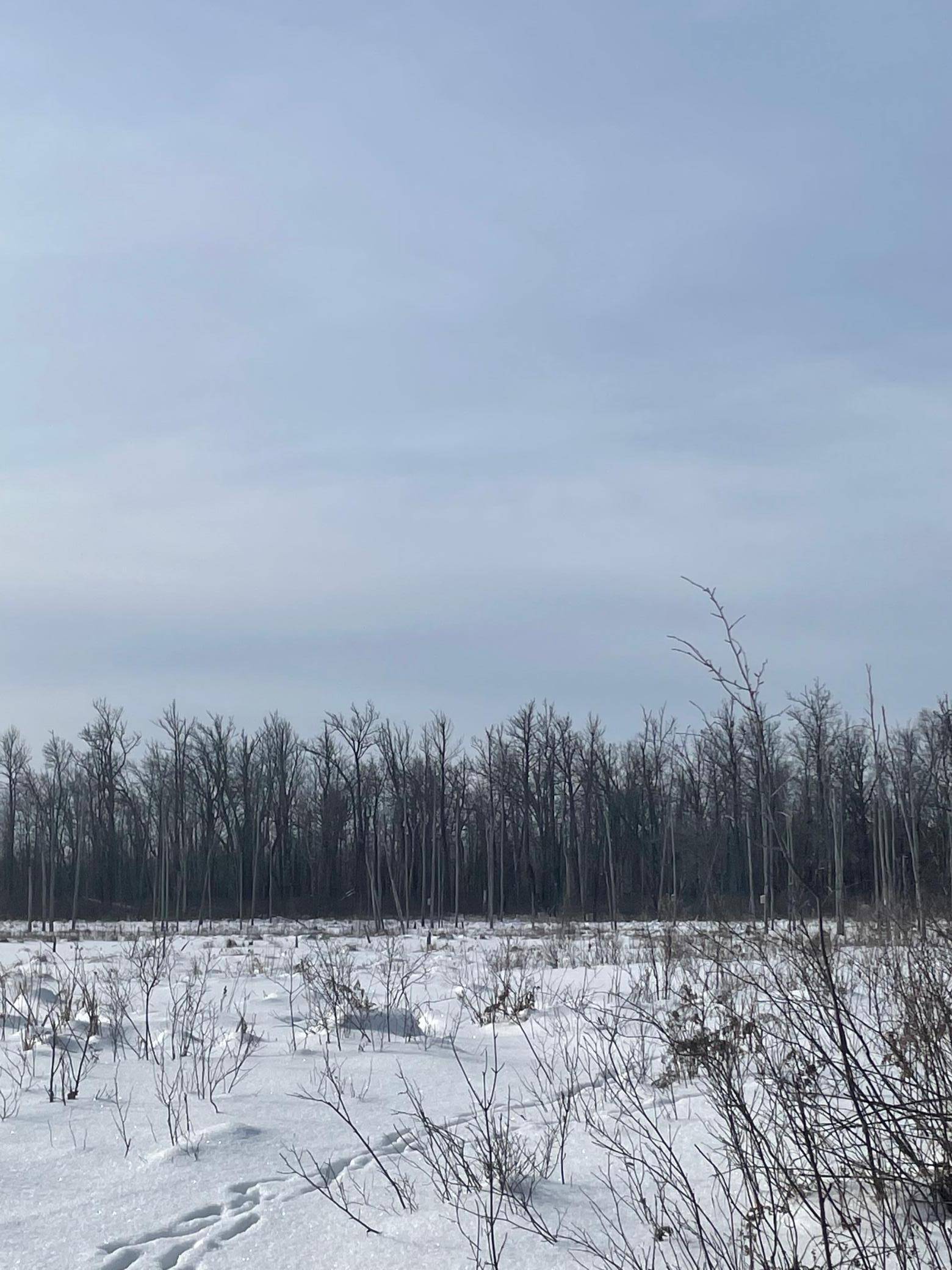 Fine Lakes Twp, MN 55736,TBD Highway 73