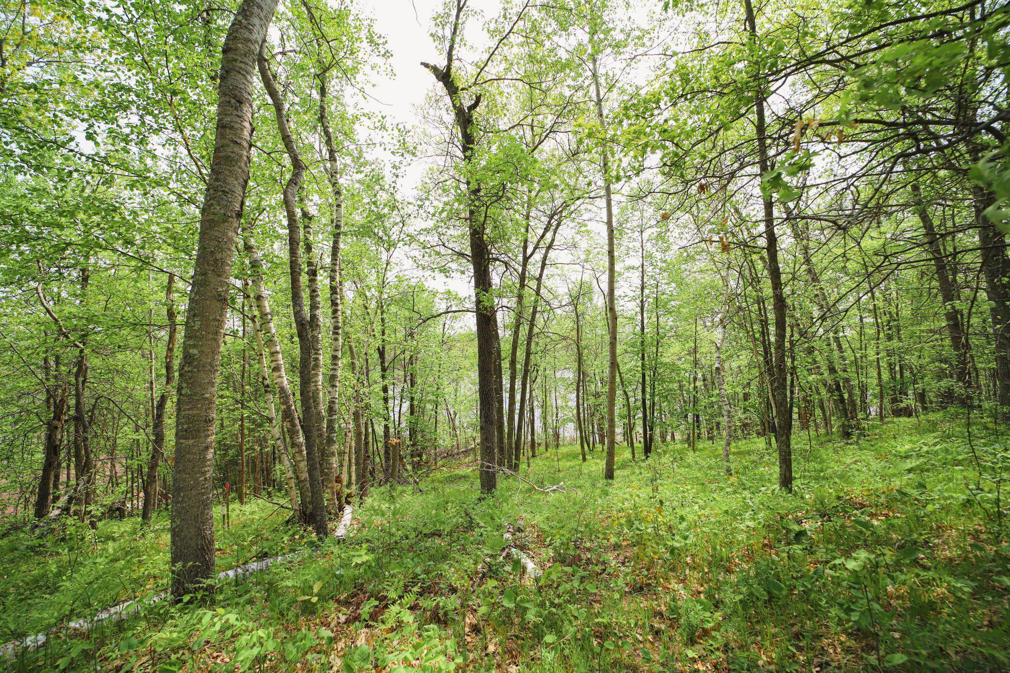 Fifty Lakes, MN 56448,TBD N Mitchell Lake Road