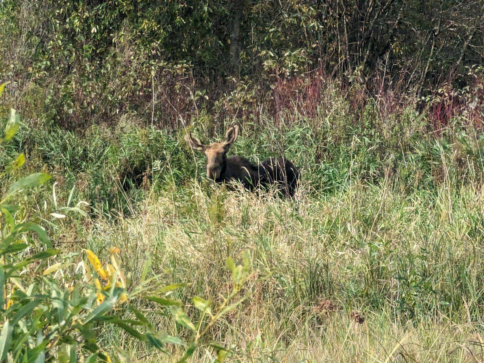 Big Falls, MN 56653,XXX Deer River Line Rd