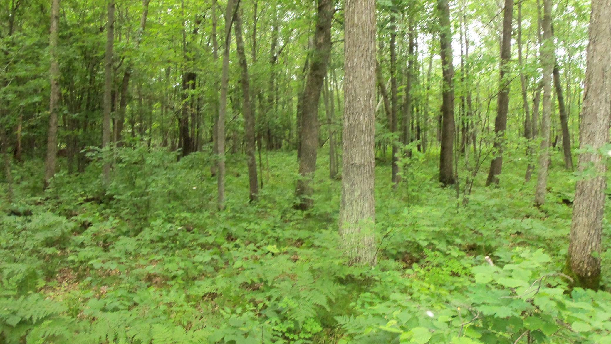 Chicog Twp, WI 54888,LOT 3 BLACKBERRY RD