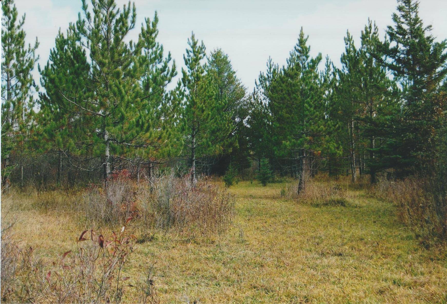 Wrenshall Twp, MN 55797,xxx County Rd 1
