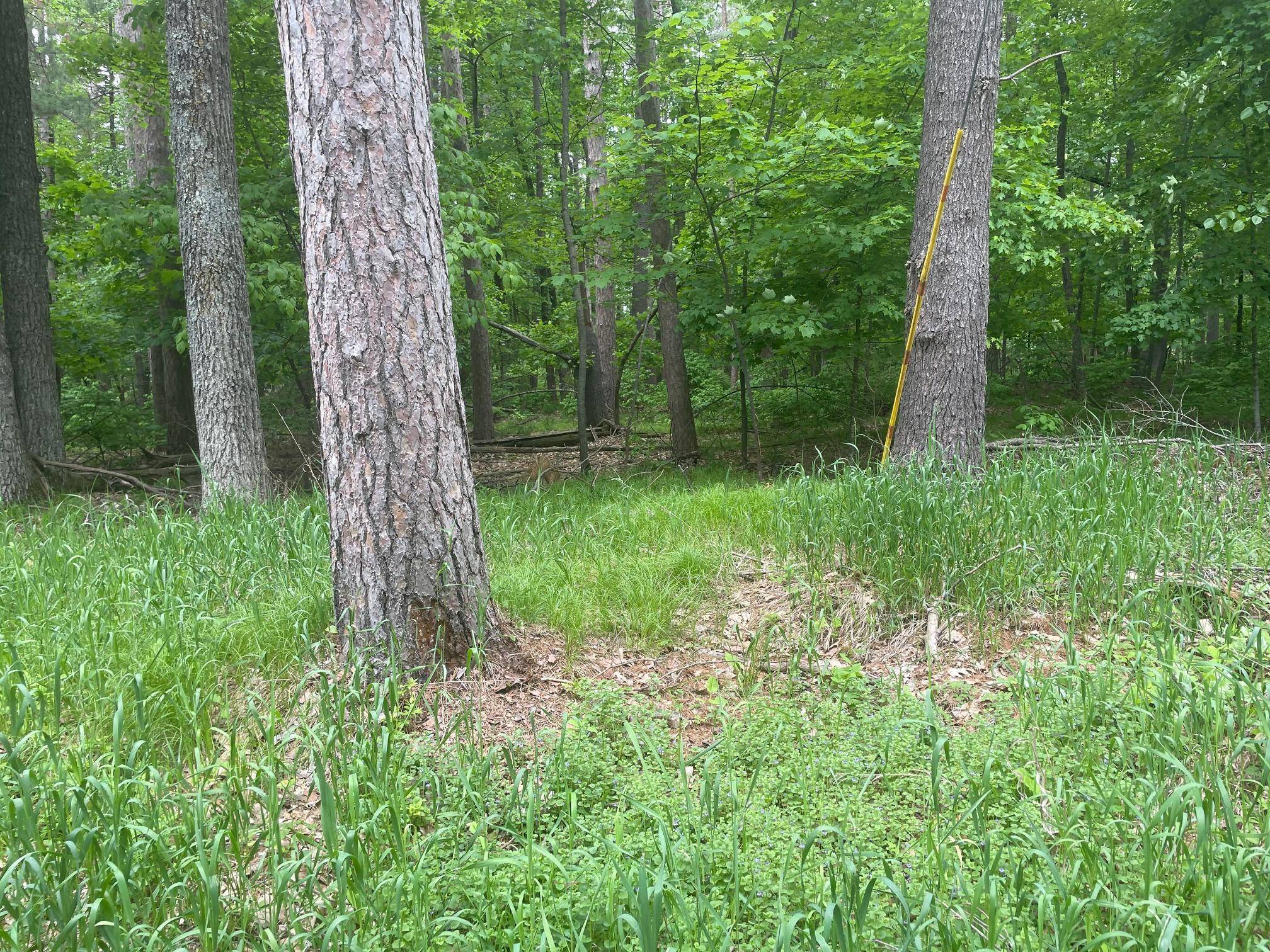 Crosslake, MN 56442,TBD Whitefish Avenue