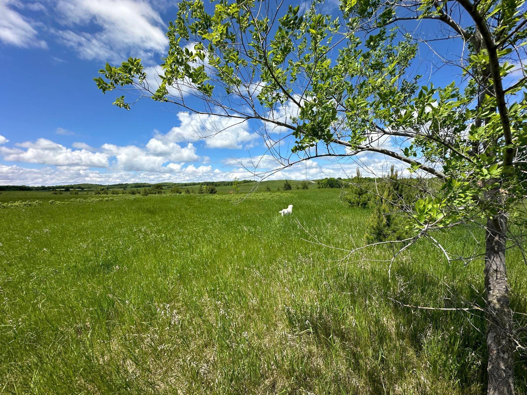 Dora Twp, MN 56528,TBD 293rd AVE