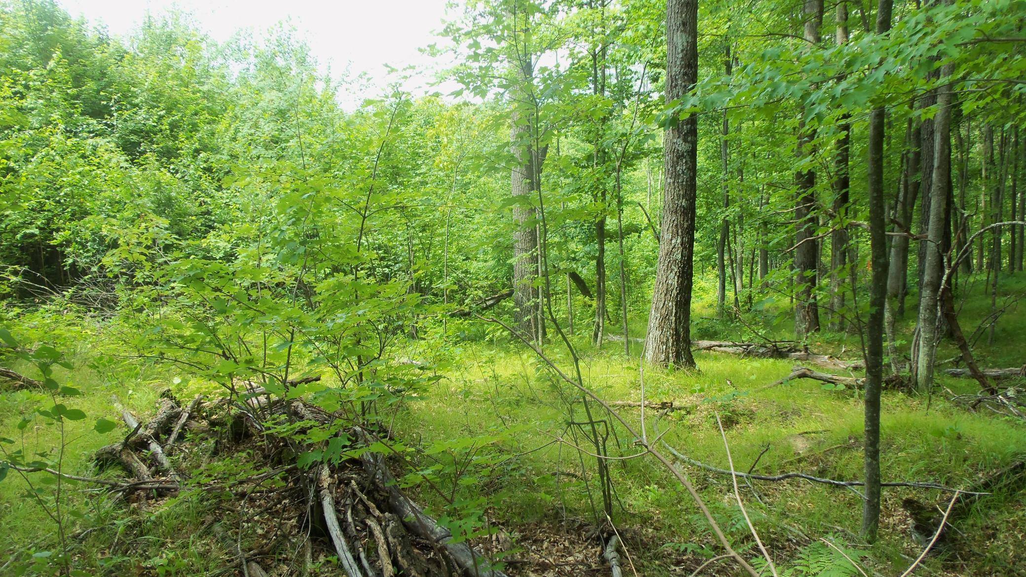 Rusk Twp, WI 54801,Lot 5 Beaver Dam Rd