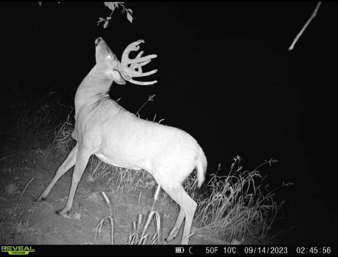 Arendahl Twp, MN 55962,38352 Dairy Lane