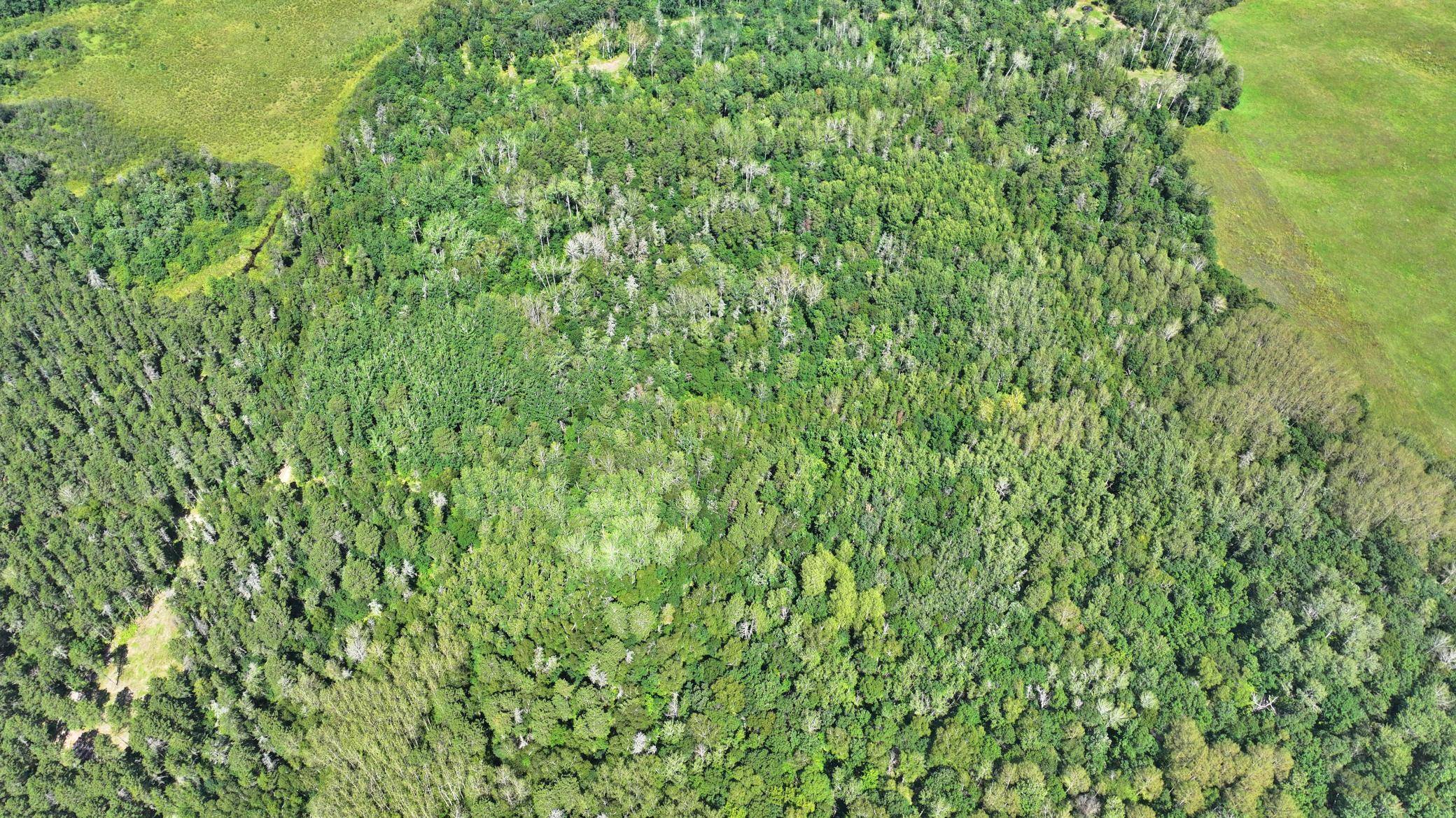 Park Rapids, MN 56470,TBD Firewood Trl