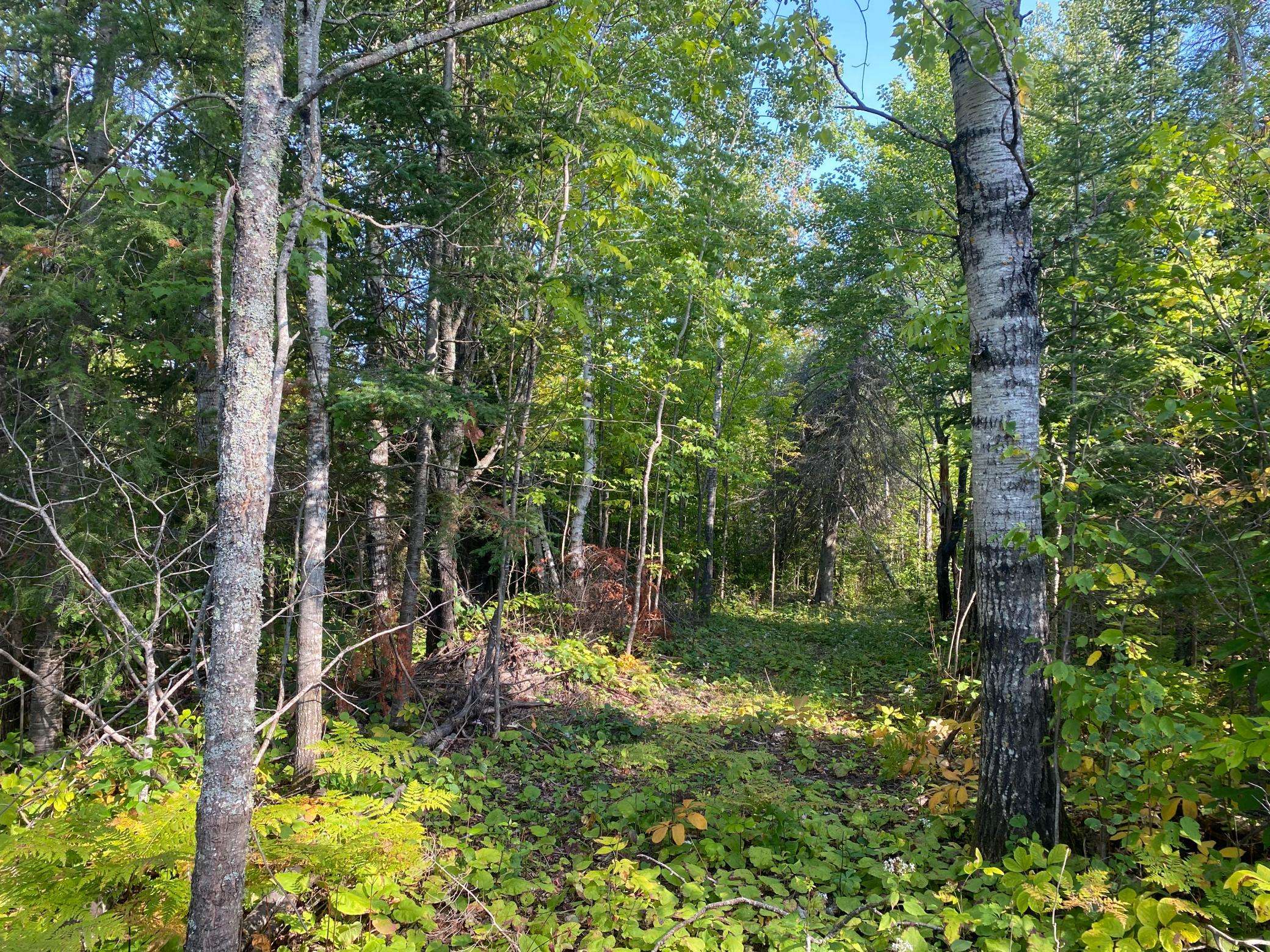 Cook, MN 55723,TBD HWY 1