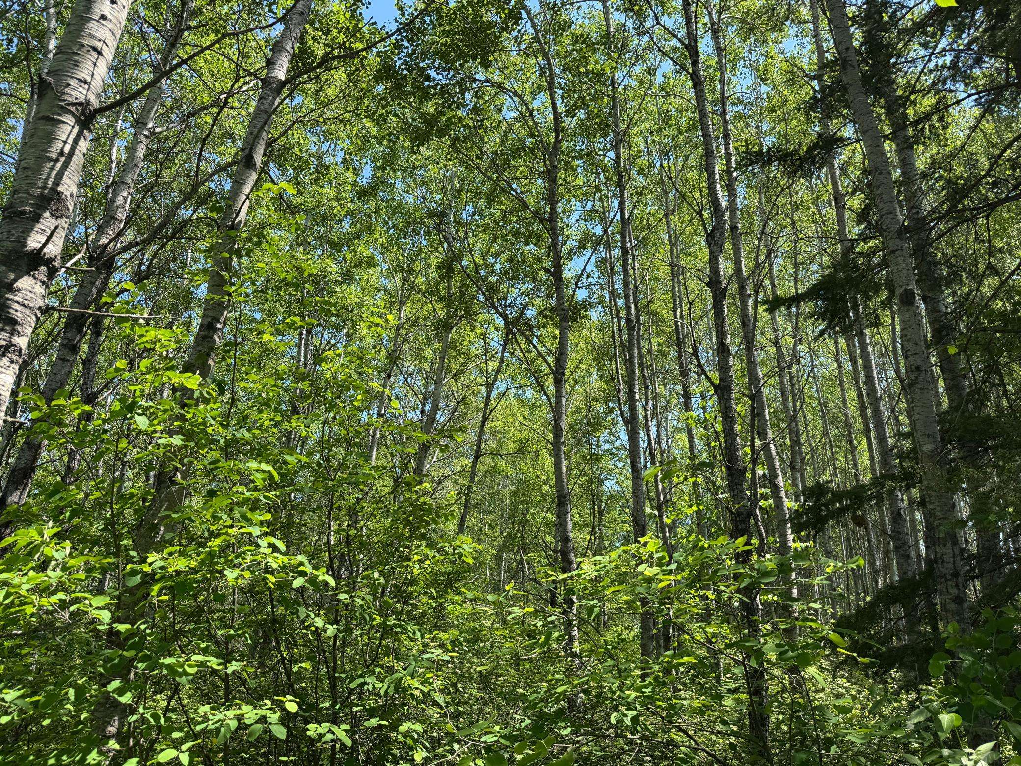 Superior, WI 54880,TBD Irondale RD