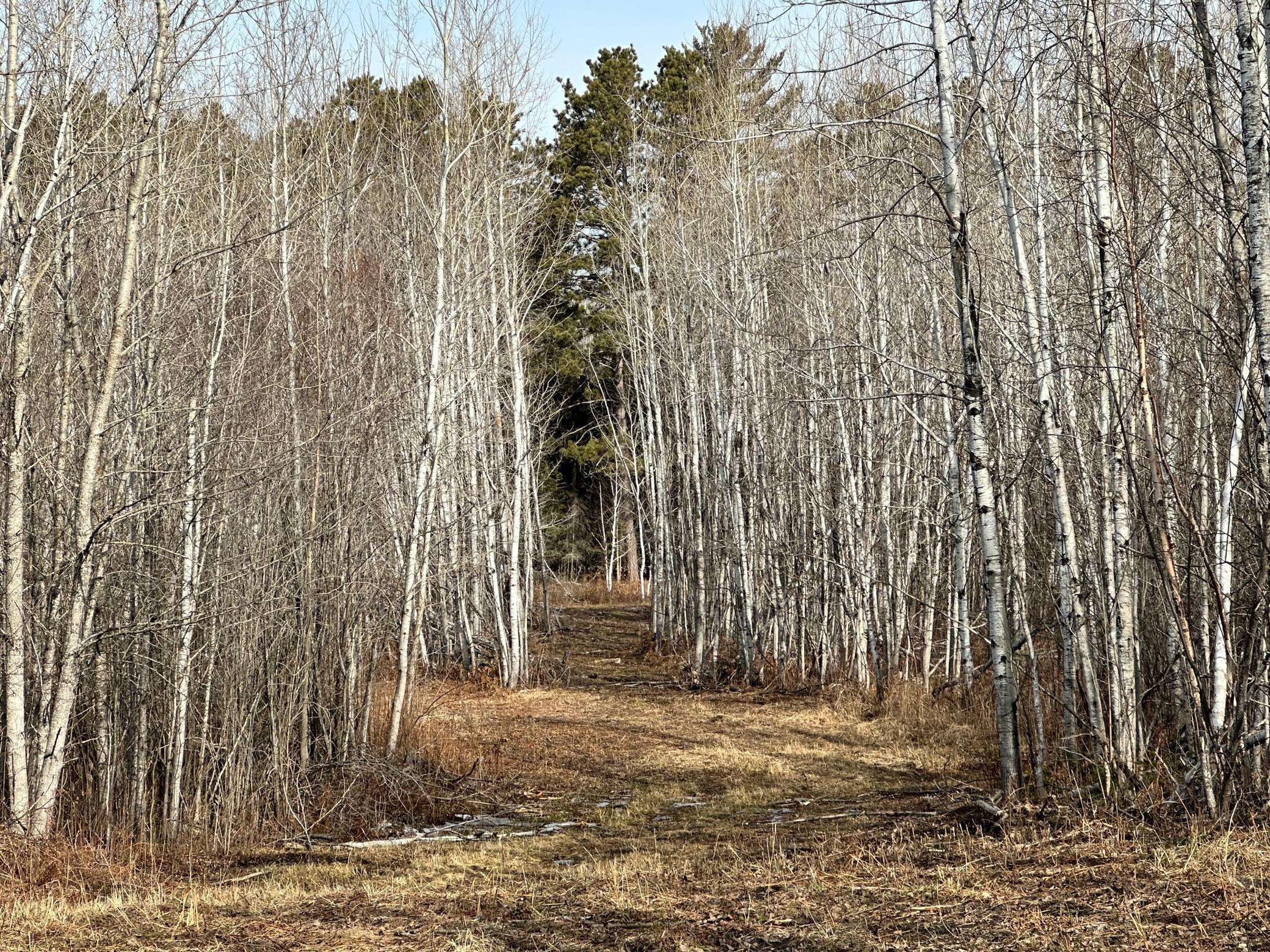 Tenstrike, MN 56683,TBD Nebish RD NE