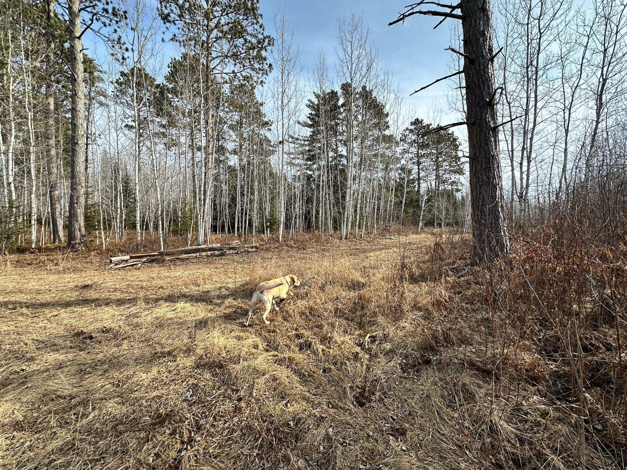 Tenstrike, MN 56683,TBD Nebish RD NE