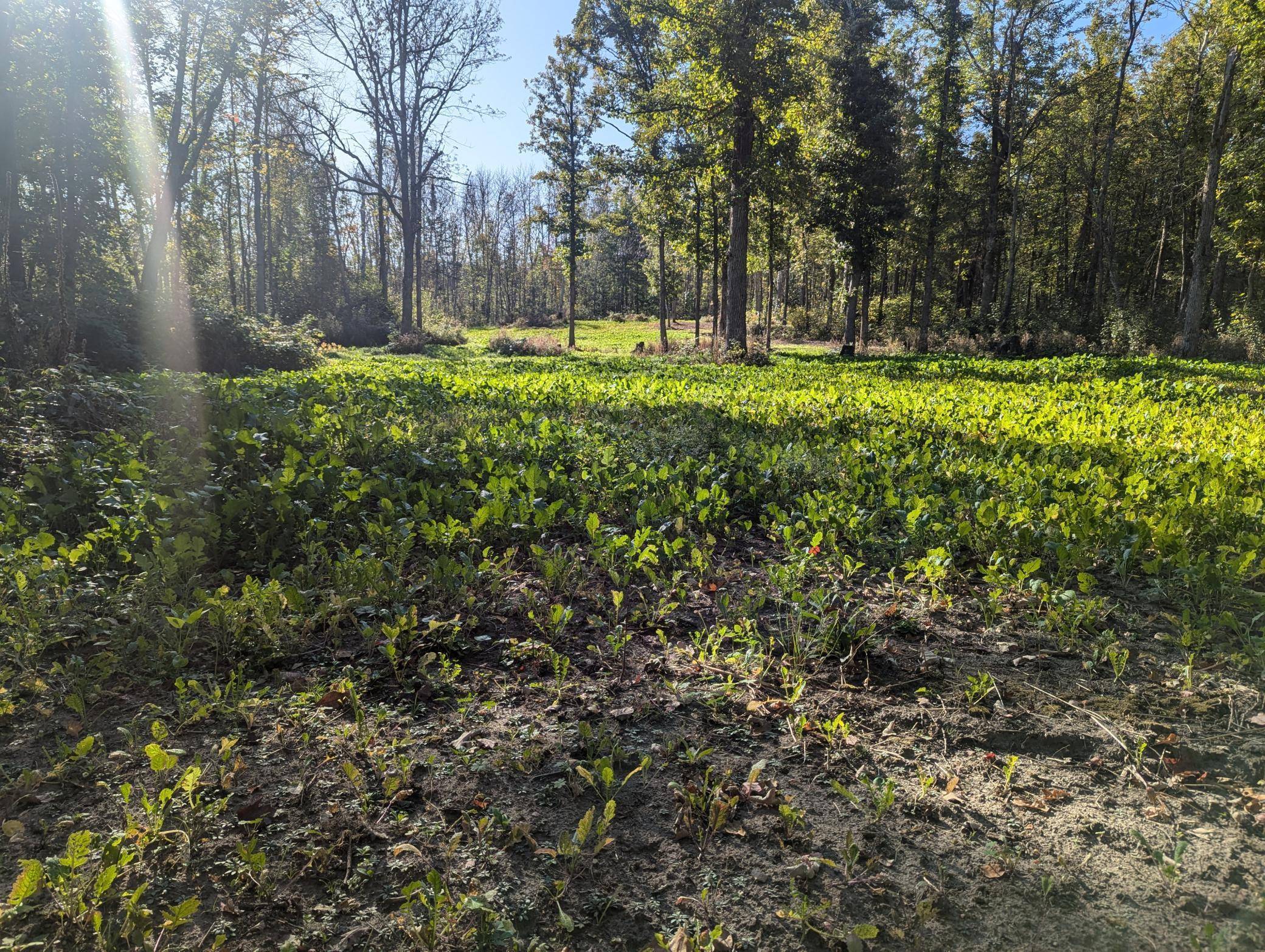 Longville, MN 56655,TBD County 47 NE
