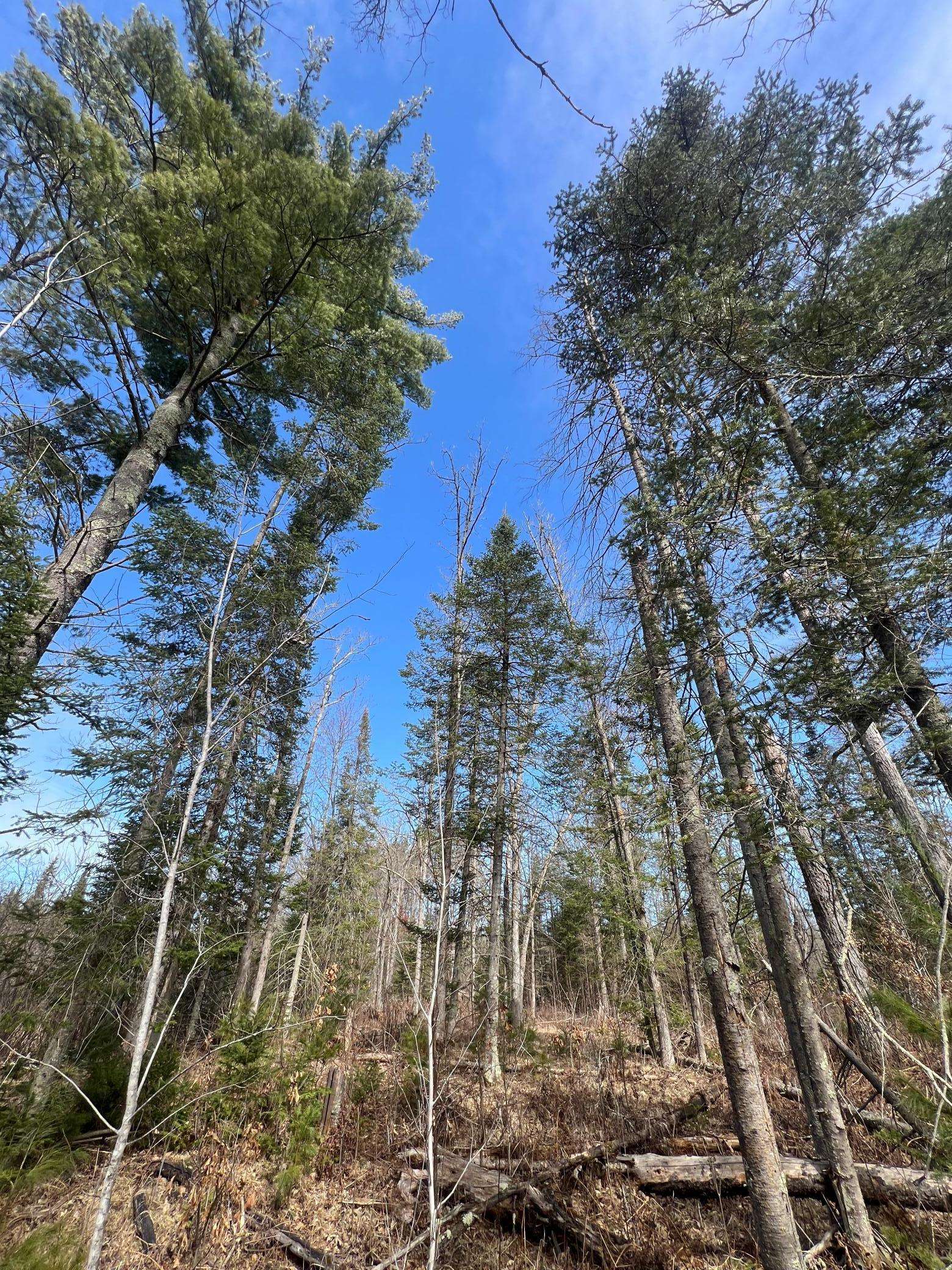 Spooner, WI 54801,xxx Yellowsands DR