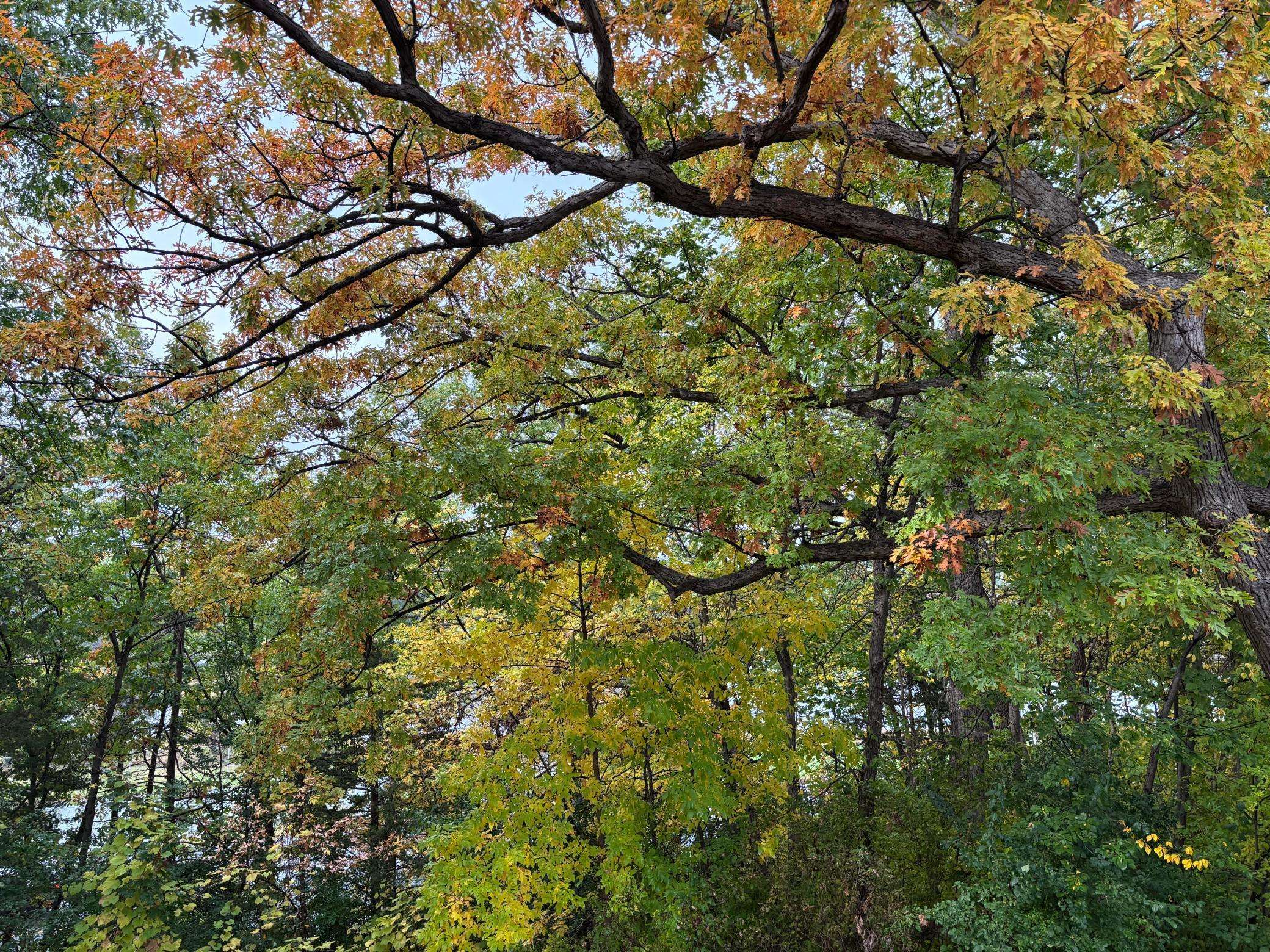 Maple Grove, MN 55311,7783 Kingsview LN N