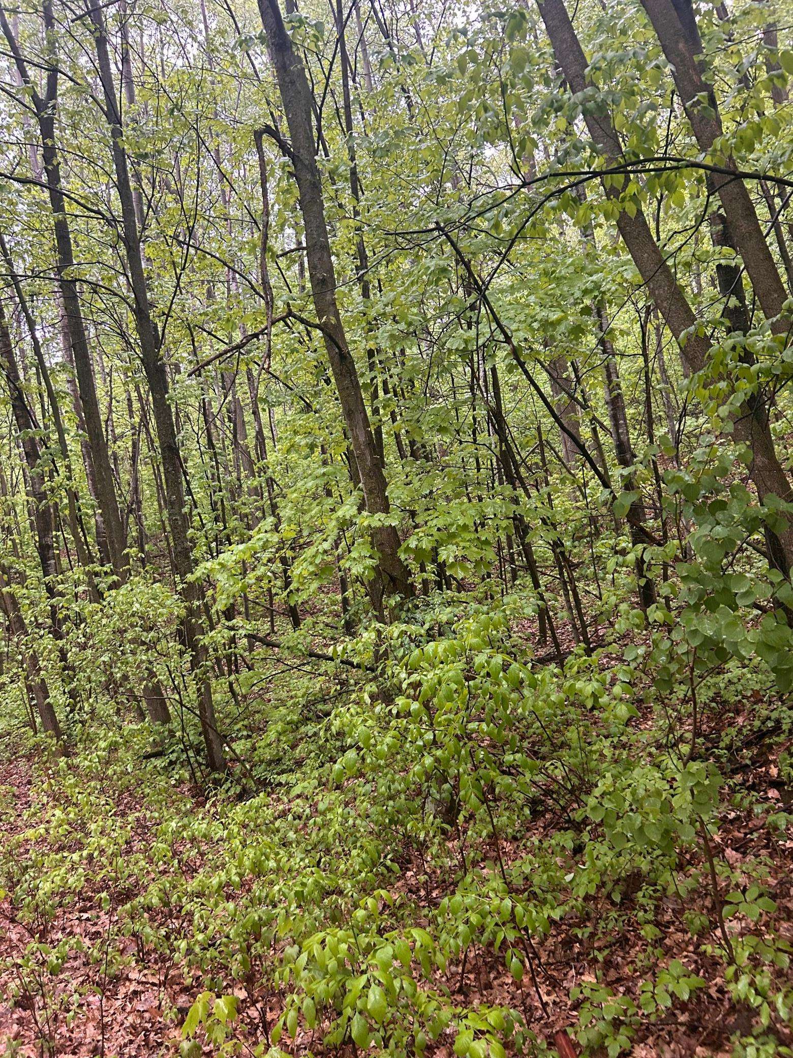 Cushing Twp, MN 56443,TBD Flintstone