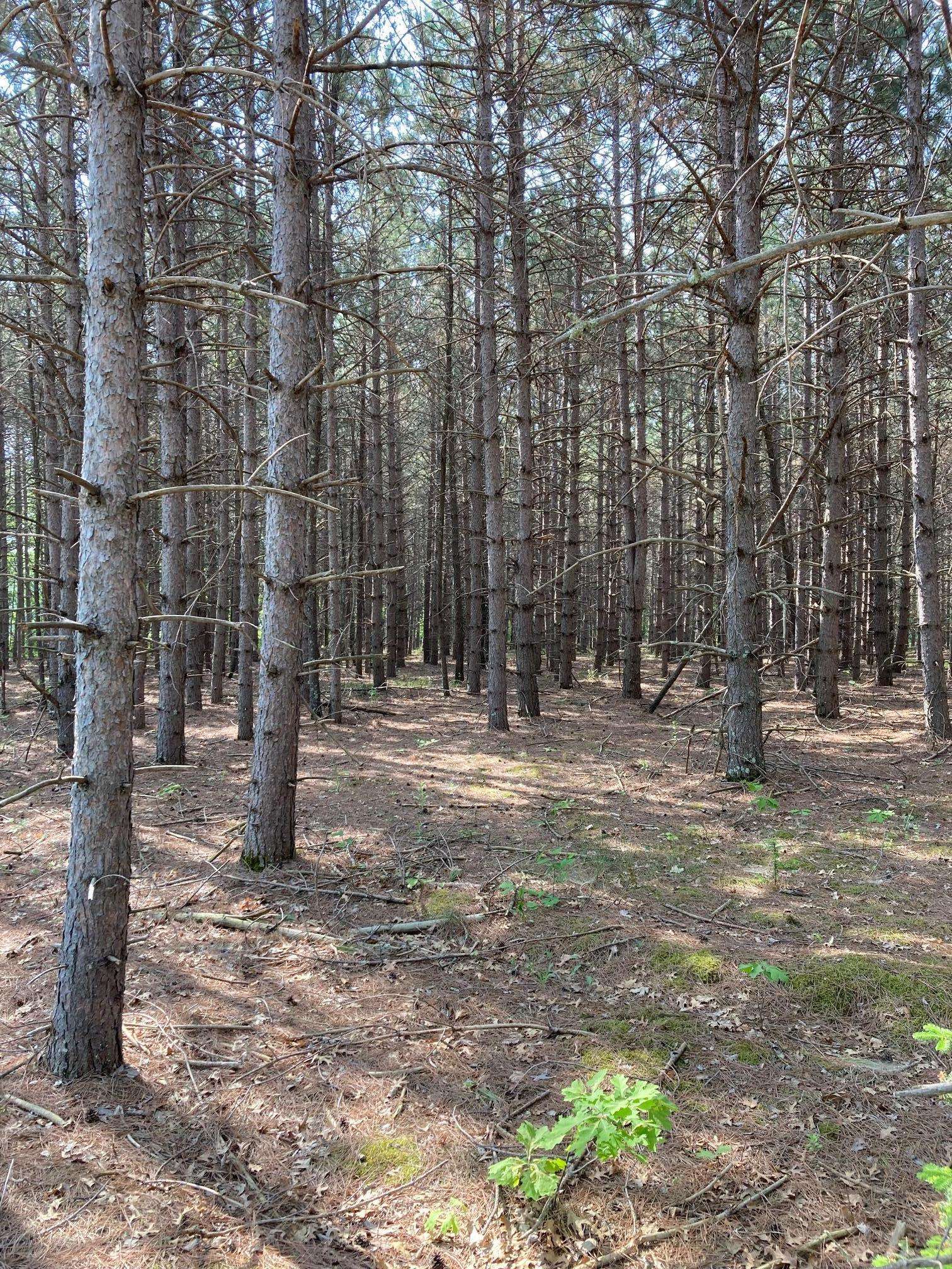 Breezy Point, MN 56472,Lot 6 Fawn Lake RD