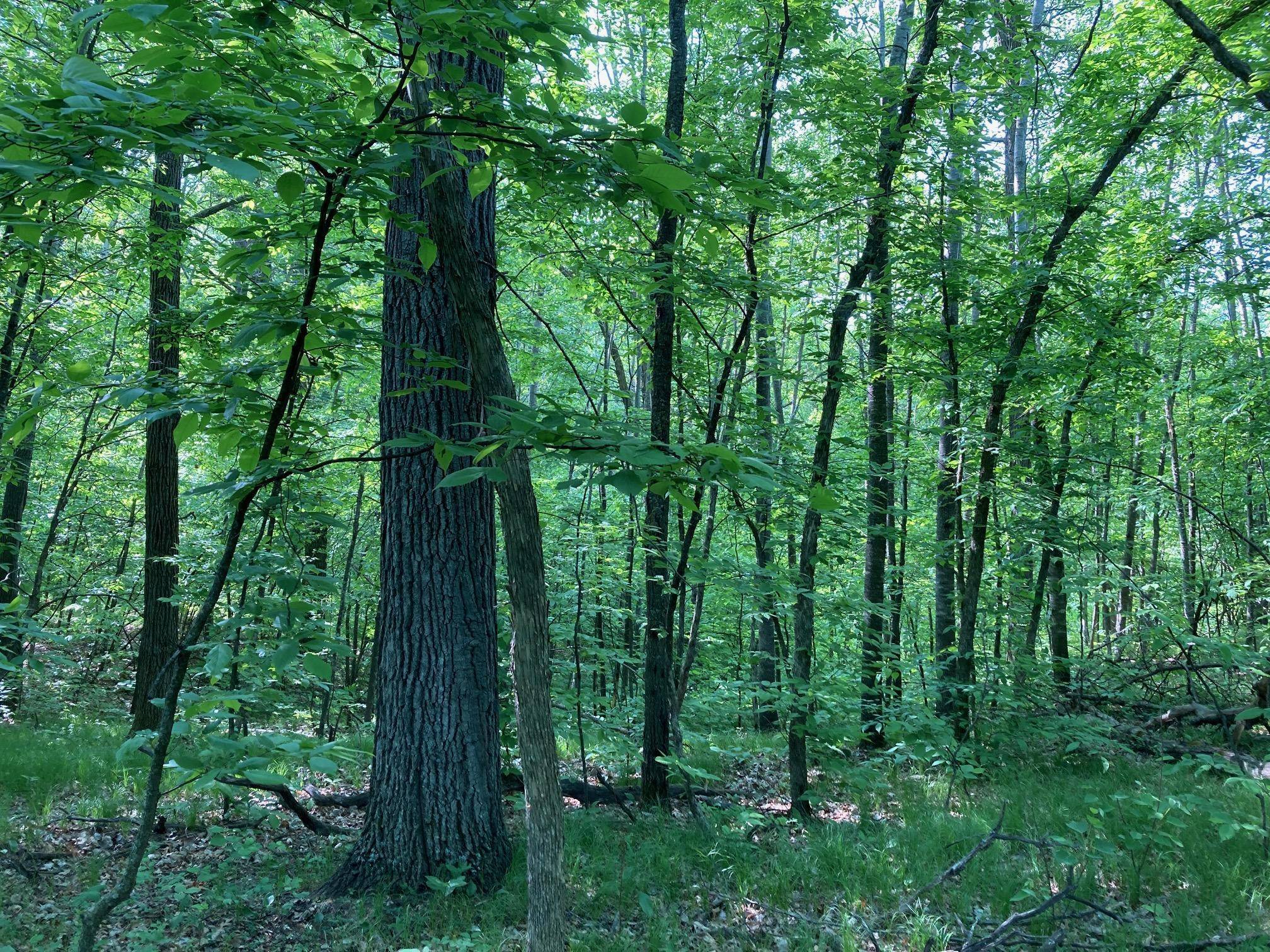 Breezy Point, MN 56472,Lot 6 Fawn Lake RD