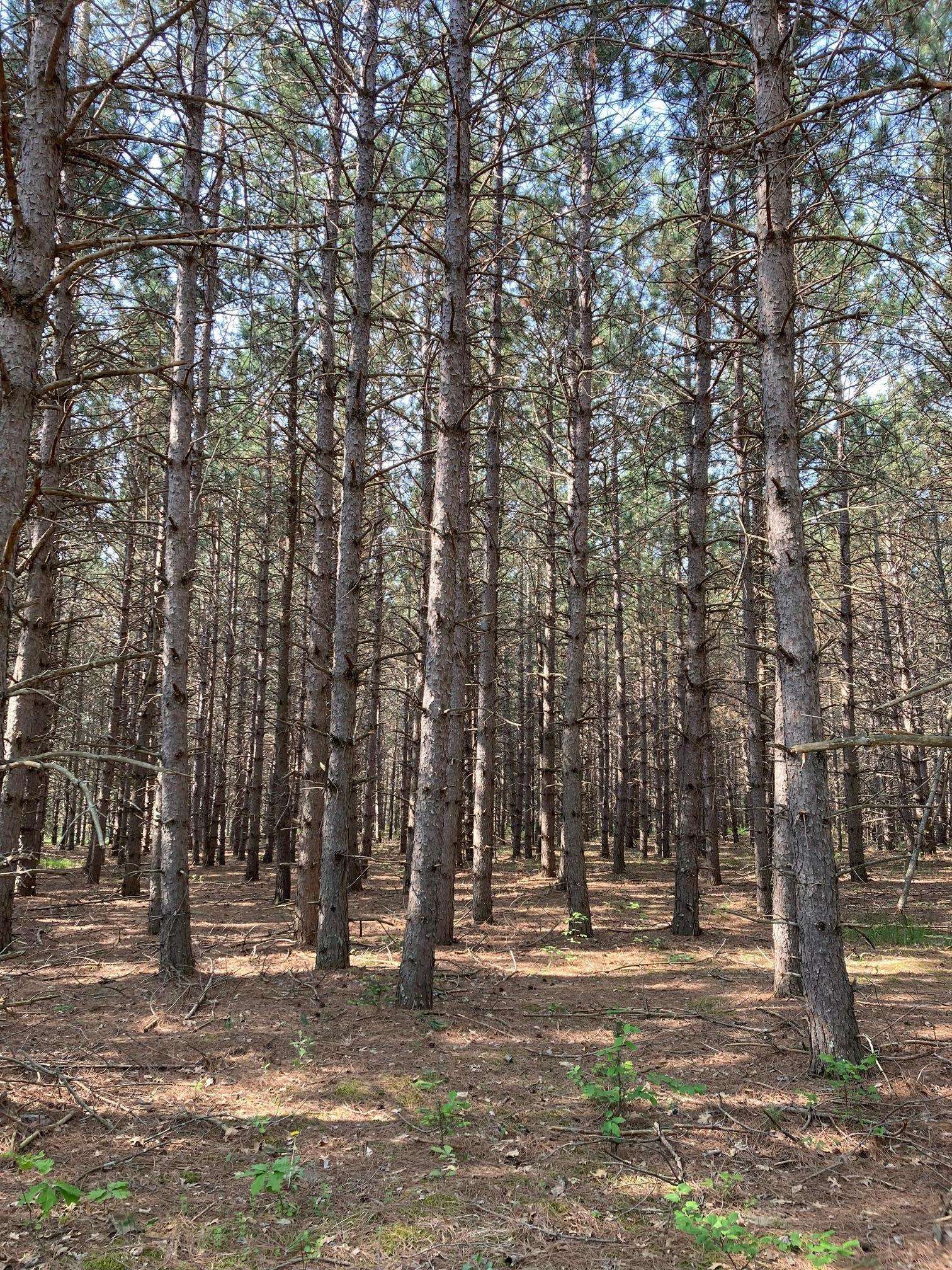 Breezy Point, MN 56472,Lot 6 Fawn Lake RD
