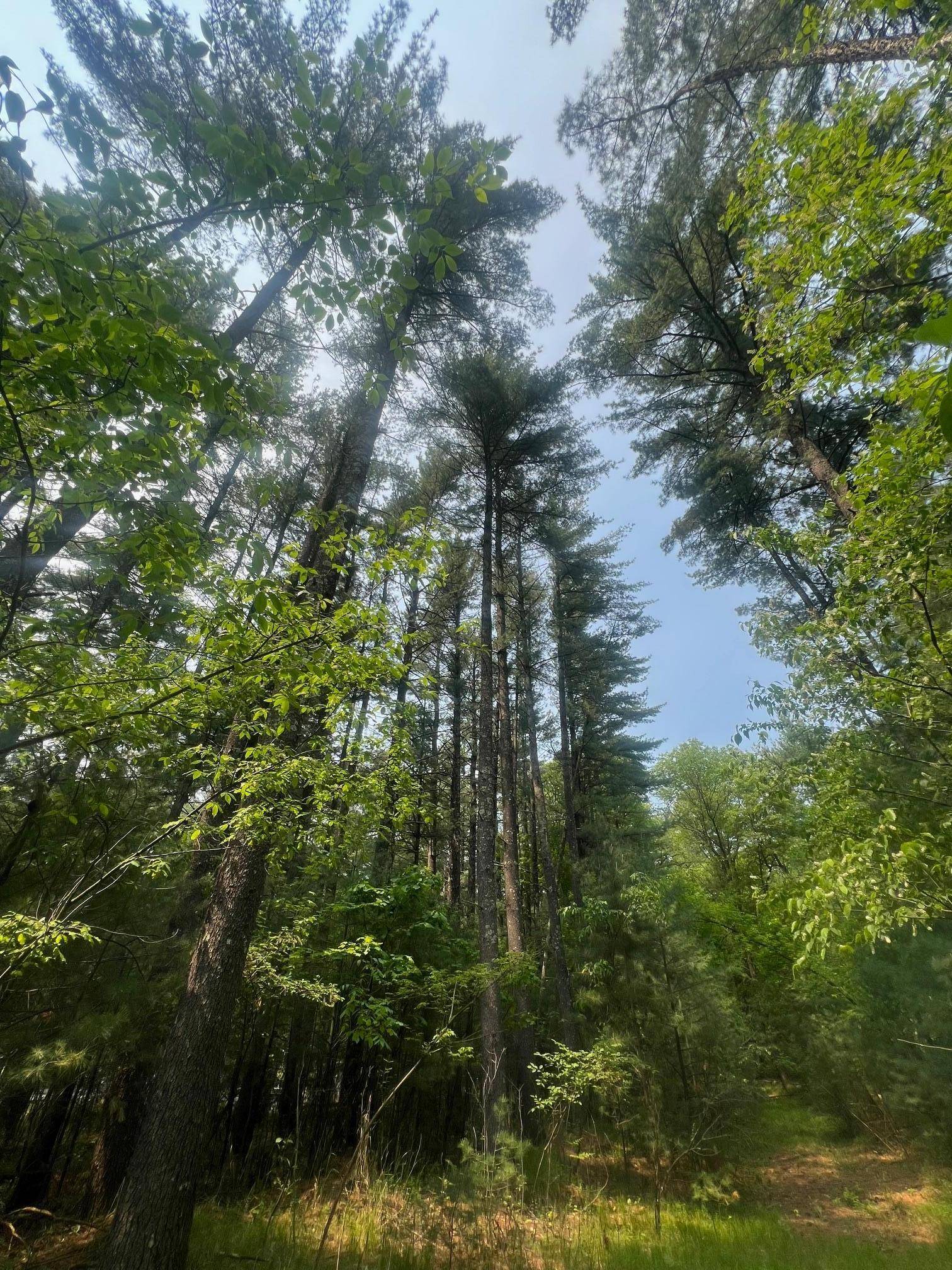 Grantsburg, WI 54840,xxx Benson AVE